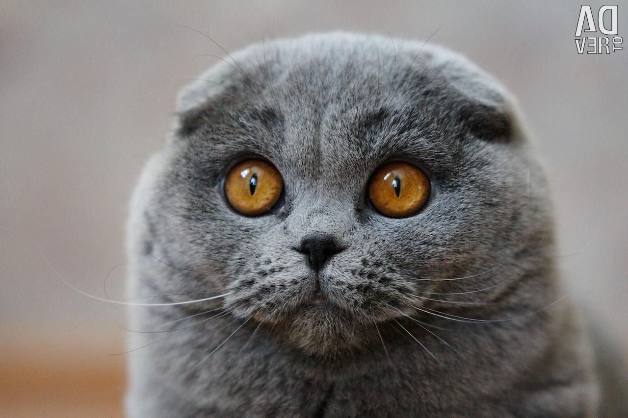 Русская голубая кошка + шотландский вислоухий кот