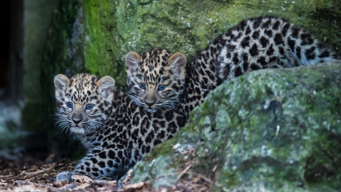 Дальневосточный Амурский леопард Новорожденные