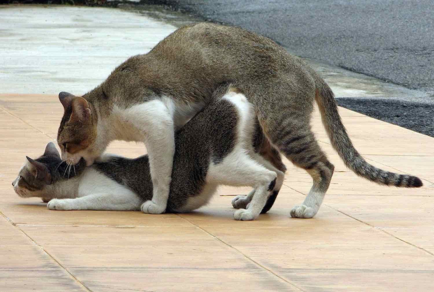 Кошка Вылизывает Порно