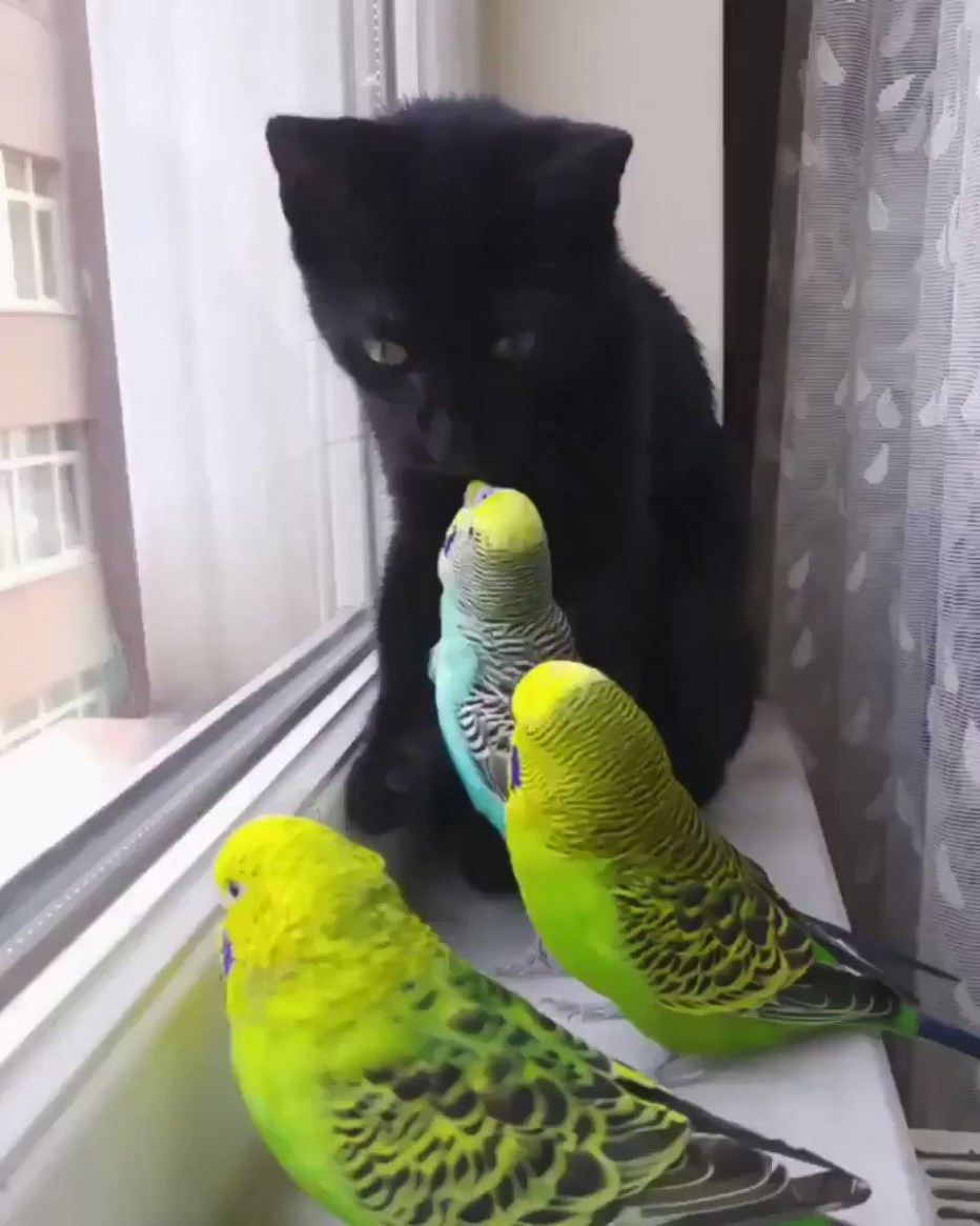 Волнистый попугай и кот
