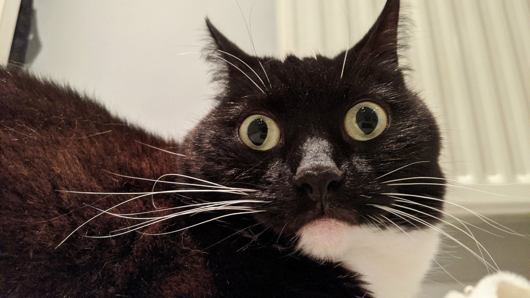 Чёрно -белый кот с выпученными глазами