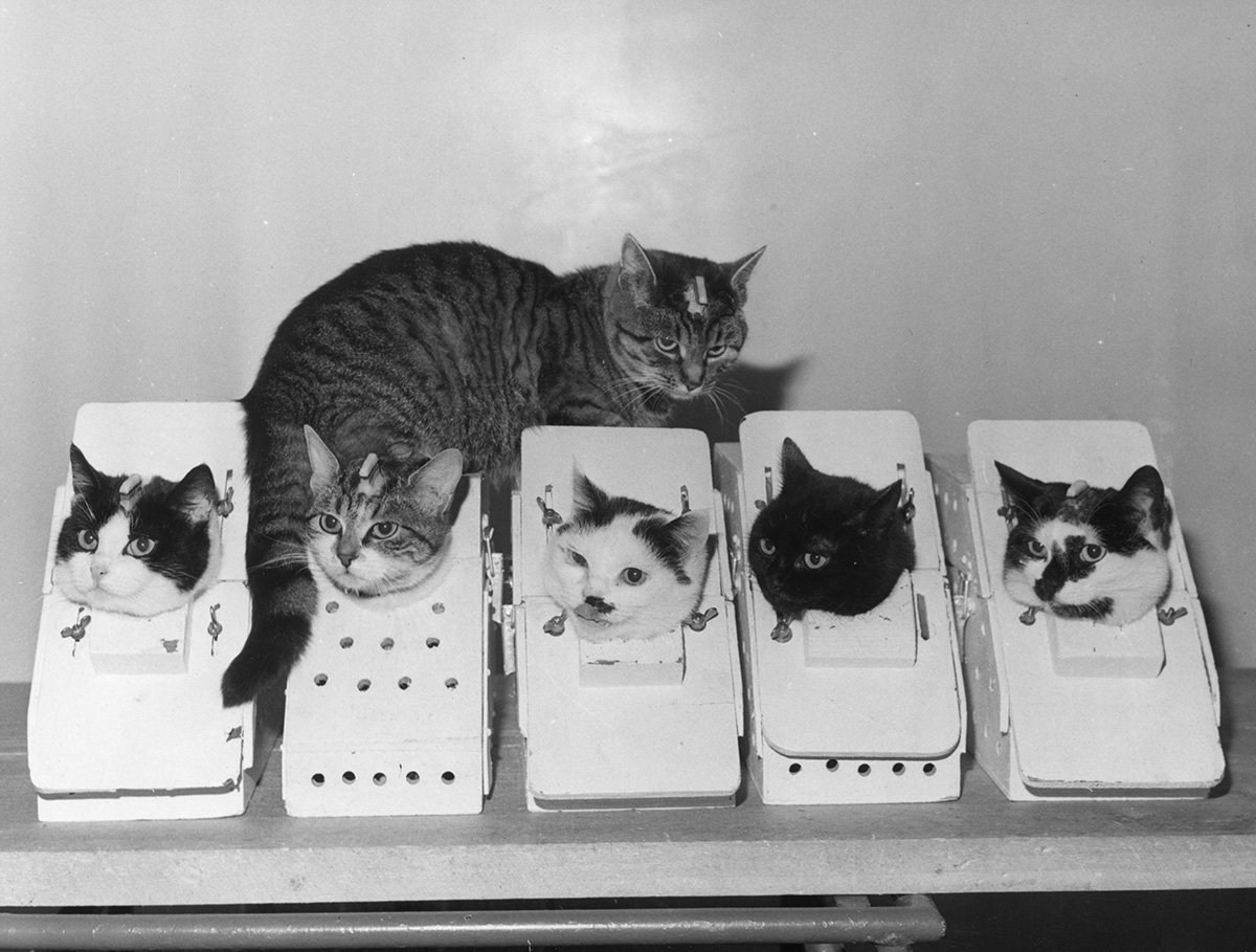 18 Октября 1963 года Франция кошка Фелисетт