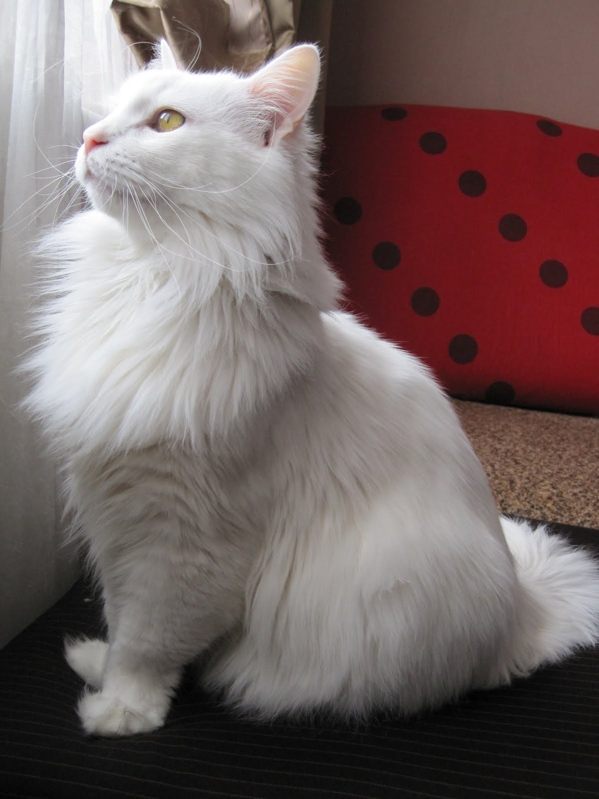 Сибирские коты белые