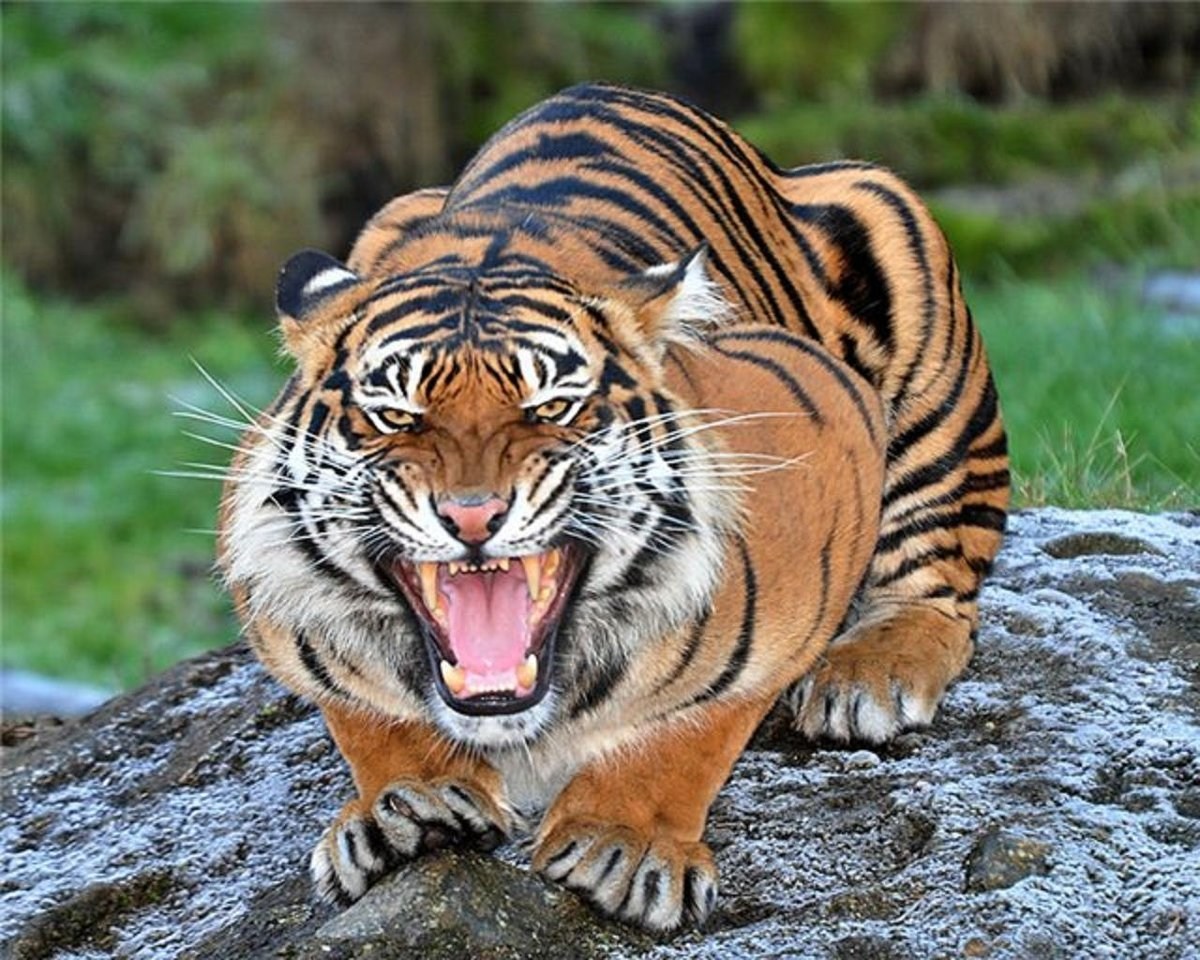 Тигр Тигрович