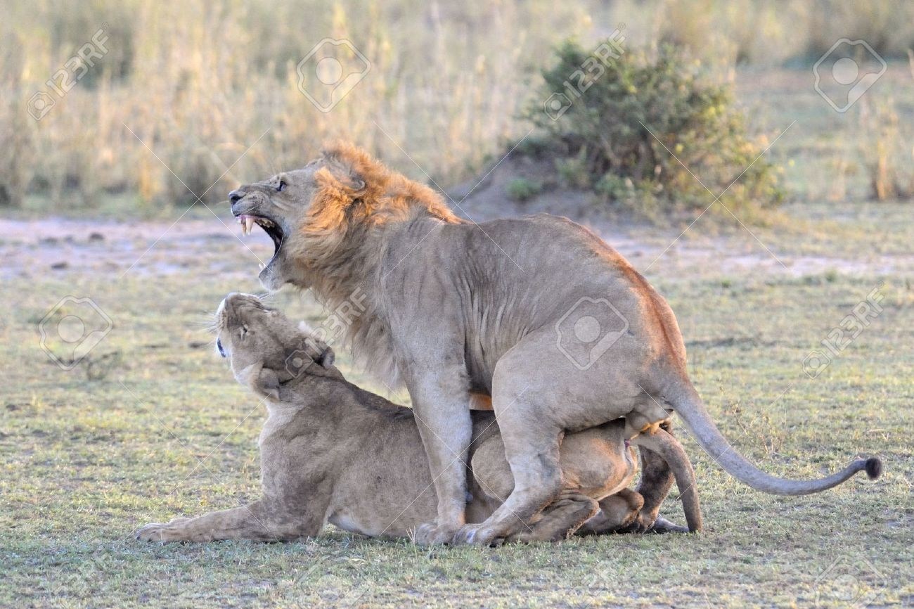 Львы Занимаются Сексом