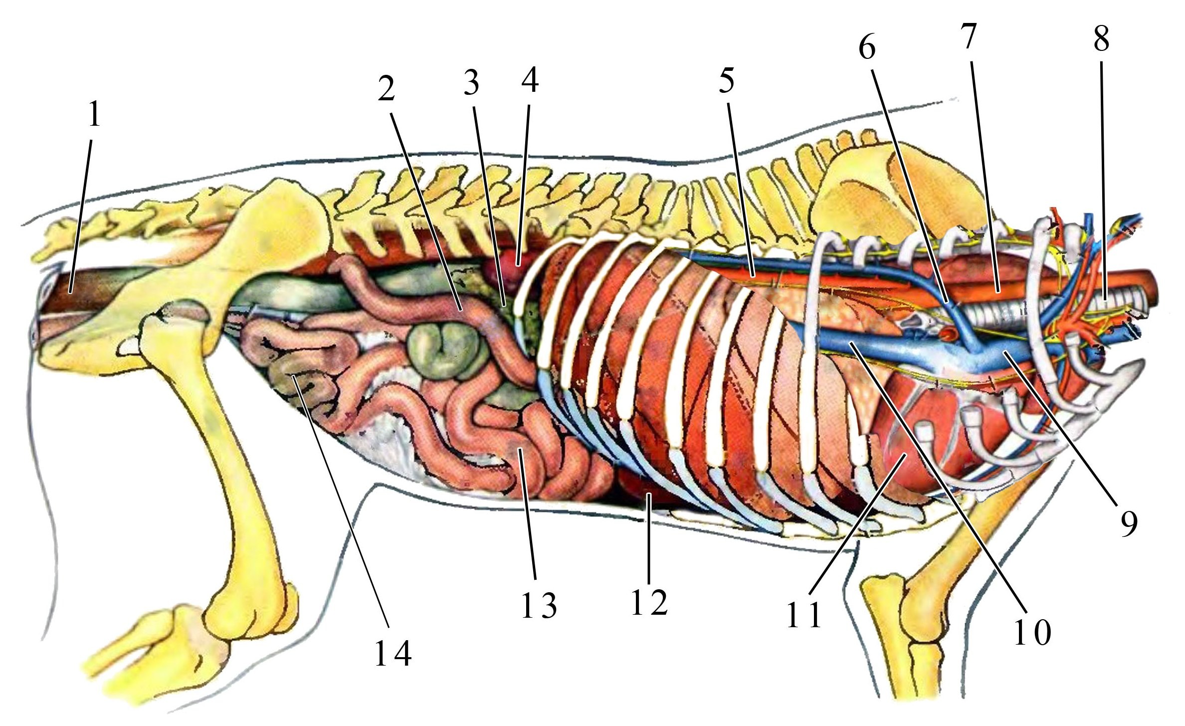 Анатомия собаки органы брюшной полости