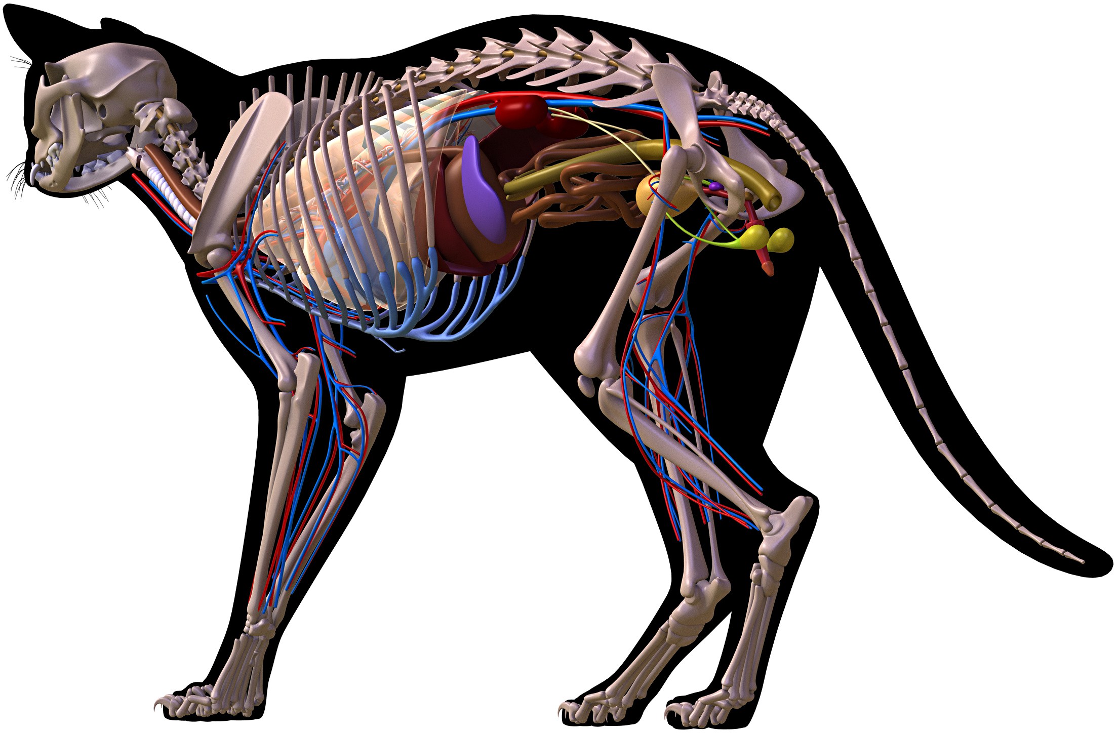 Анатомическое строение кошки