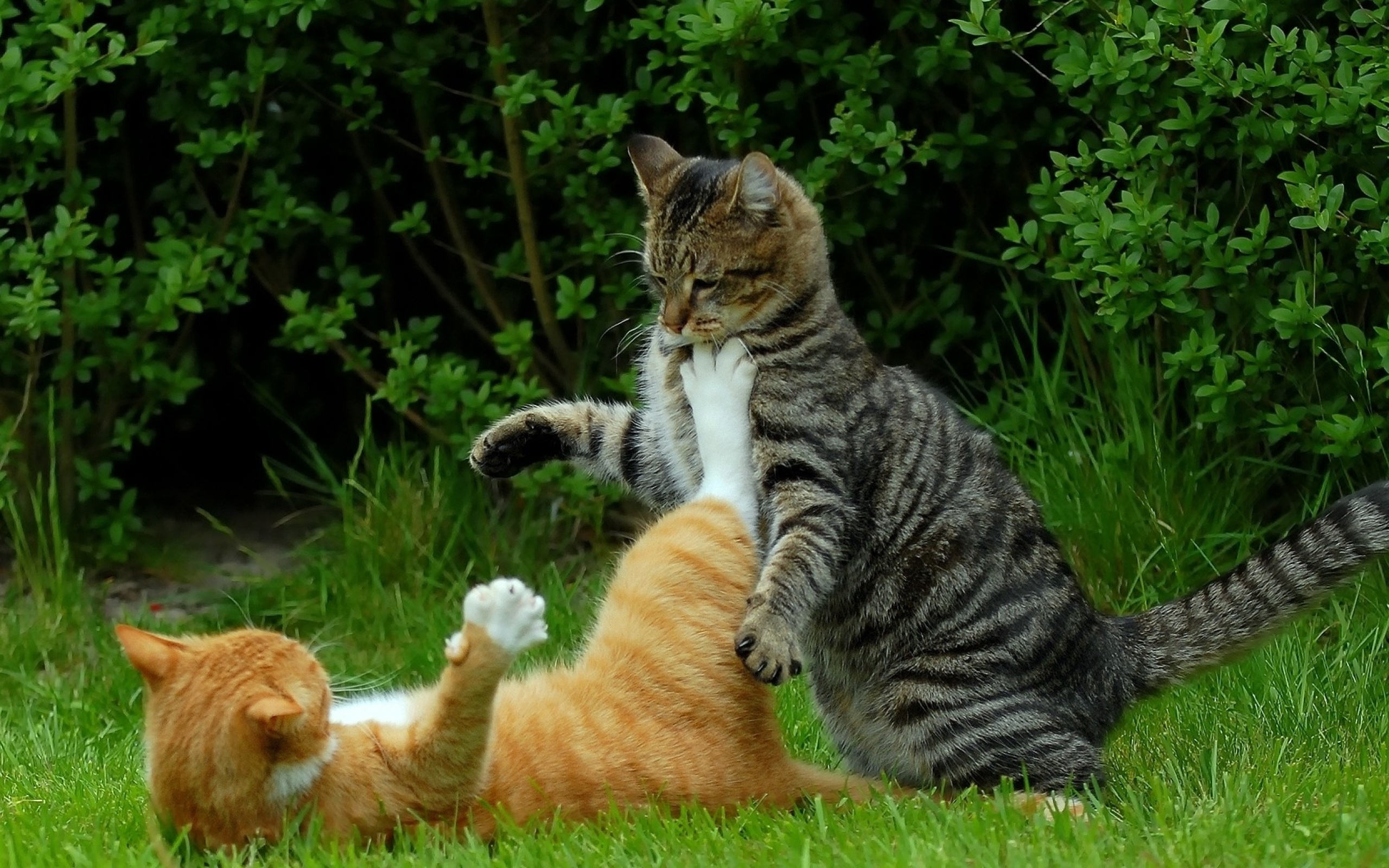 Котята весело играют. Коты дерутся. Кошка на природе. Кошачья драка. Драка котов.