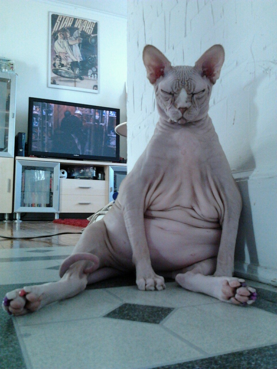 Толстый кот сфинкс - картинки и фото koshka.top