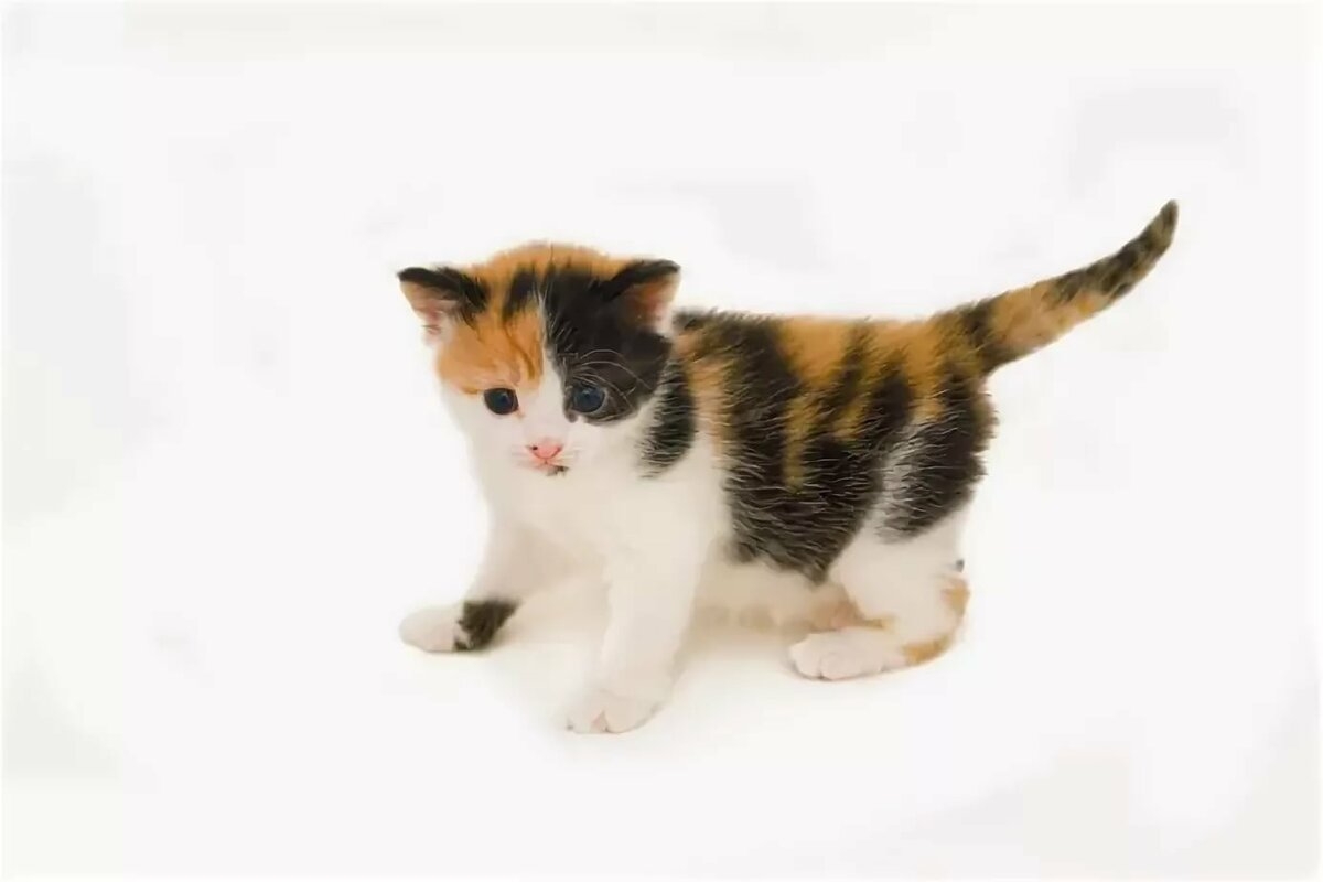 Кошка черная с рыжими пятнами порода. Трёхцветная кошка. Белый трехцветный котенок. Кошка пятнистая трехцветная. Кошки маленькие трехцветные.