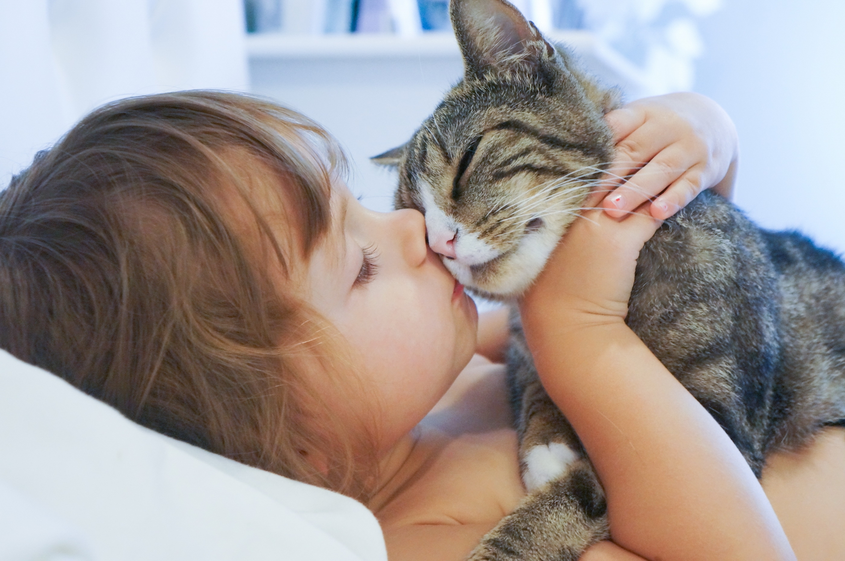 Человек и кошка вместе. Любовь к домашним животным. Для детей. Животные. Кошка для детей. Домашние животные для детей.