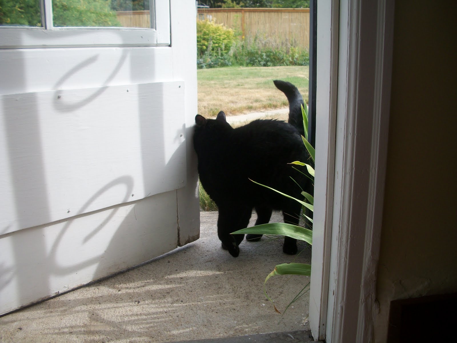 Пришла кошка что делать. Кот открывает дверь. Кот выходит из дома. Дверь для кота. Кот заходит в дом.