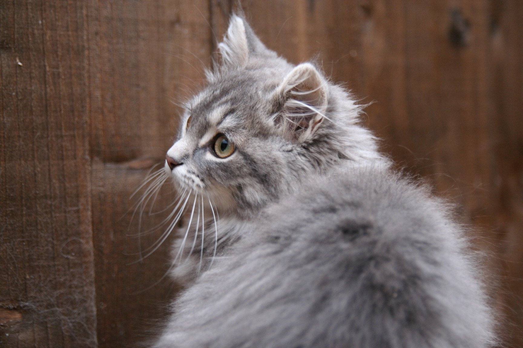 Сибирская дымчатая кошка - картинки и фото koshka.top