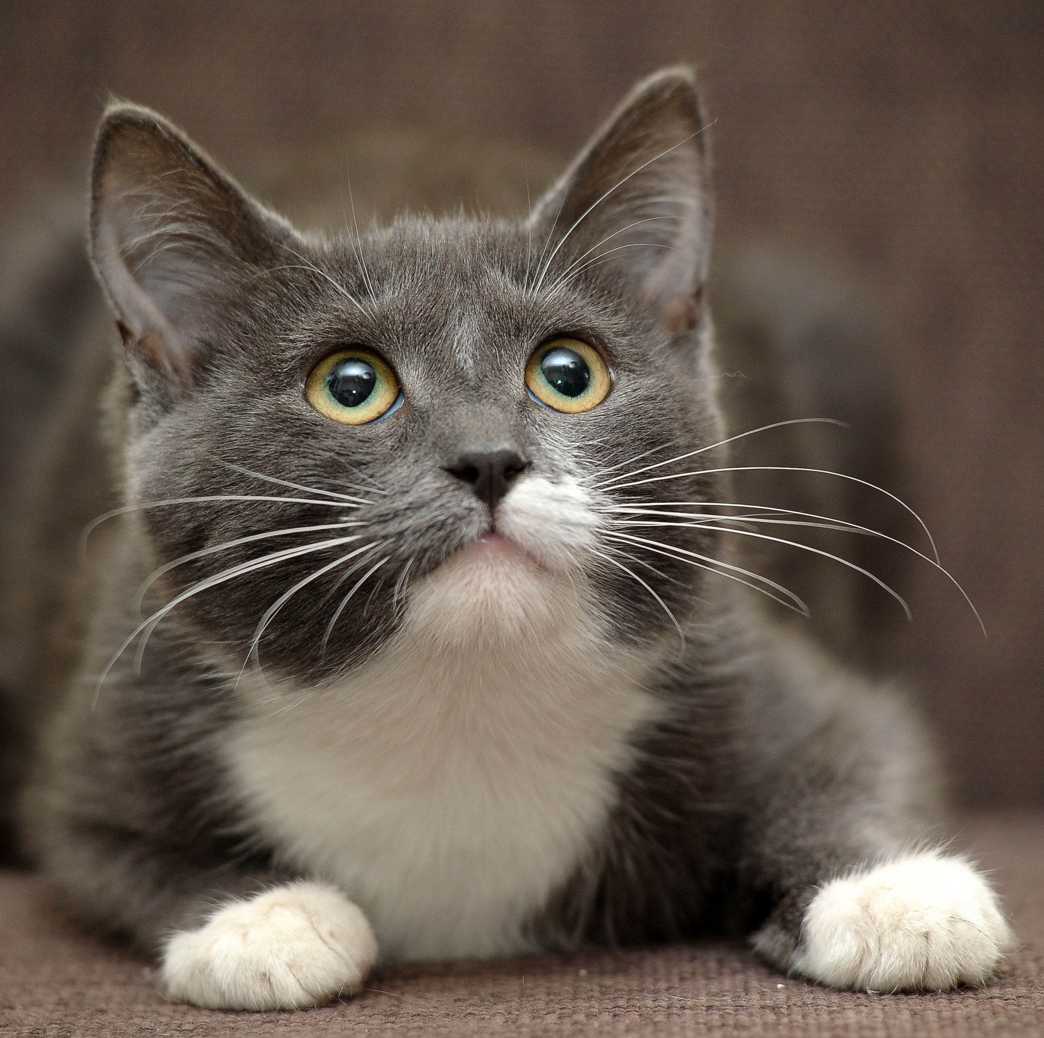 Серый кот с белыми лапками - картинки и фото koshka.top