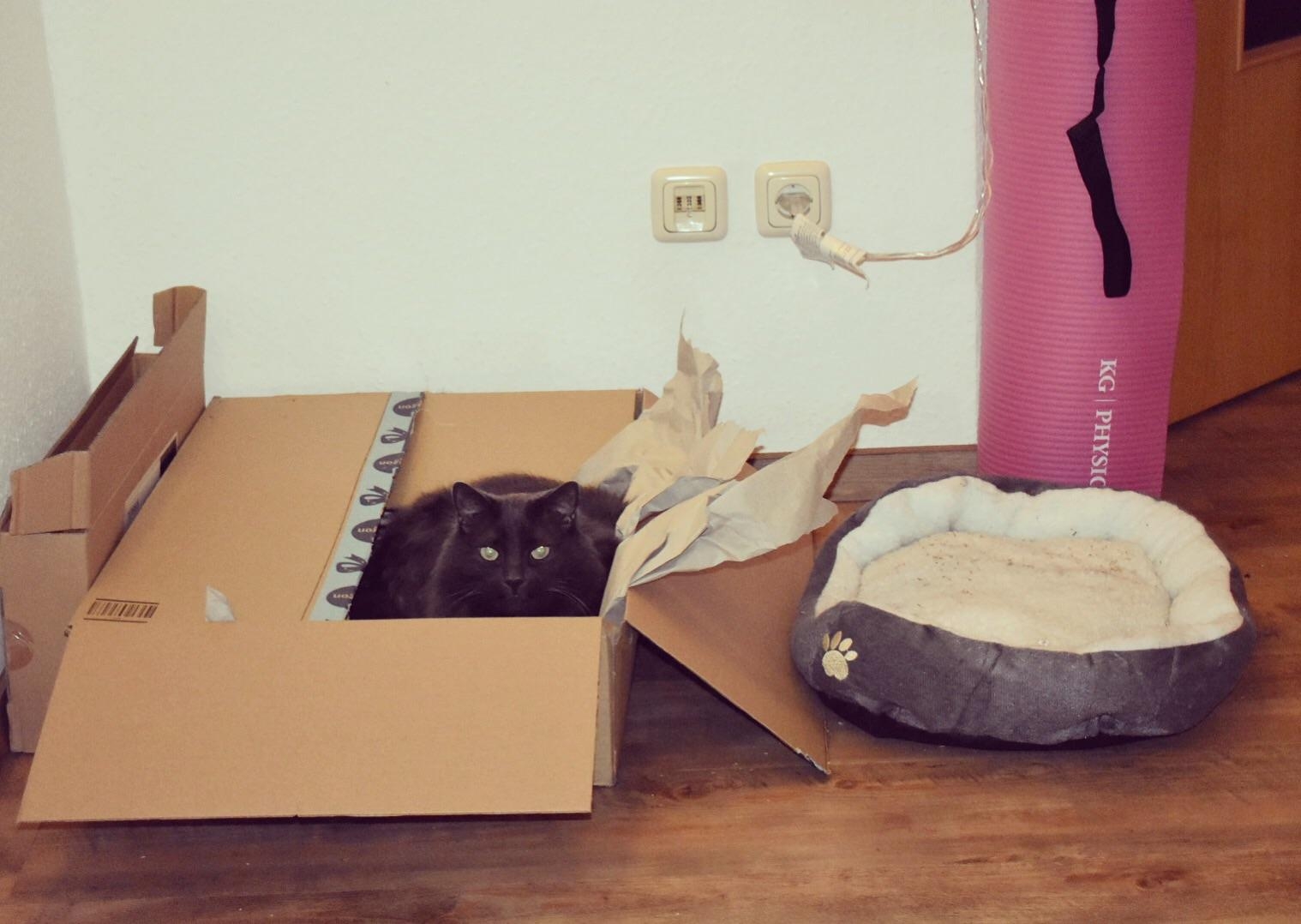 Почему кошка таскает котят из коробки под кровать