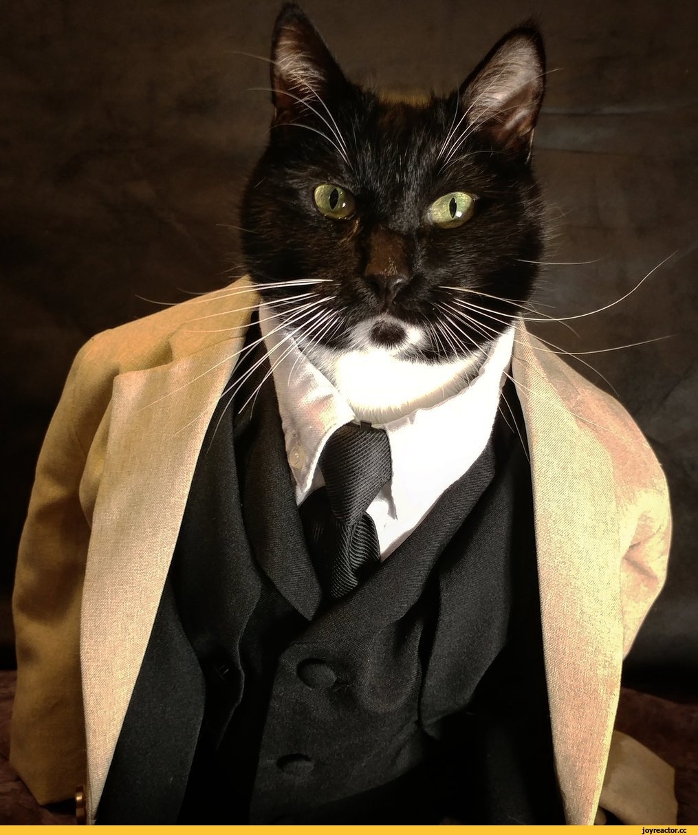 Кот джентльмен. Кот в костюме. Деловой кот. Пиджак. Кот в пиджаке.