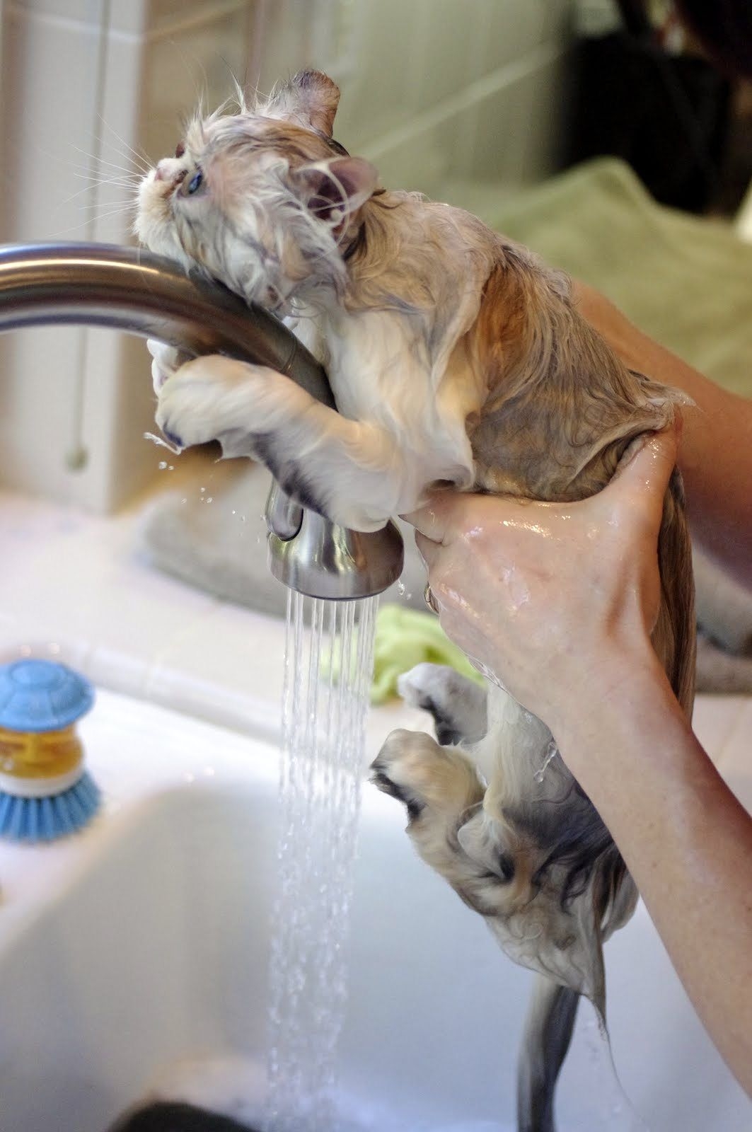 Можно мыть кошку мылом. Мытье кота. Кошка моется. Кот купается. Кошка боится воды.