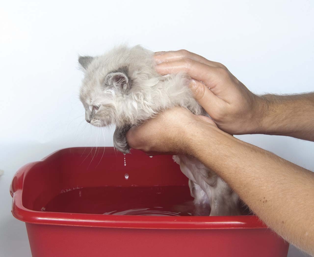 Можно купать котов. Помытый котенок. Ухаживание за кошкой. Мытье кошки. Котенка моют.
