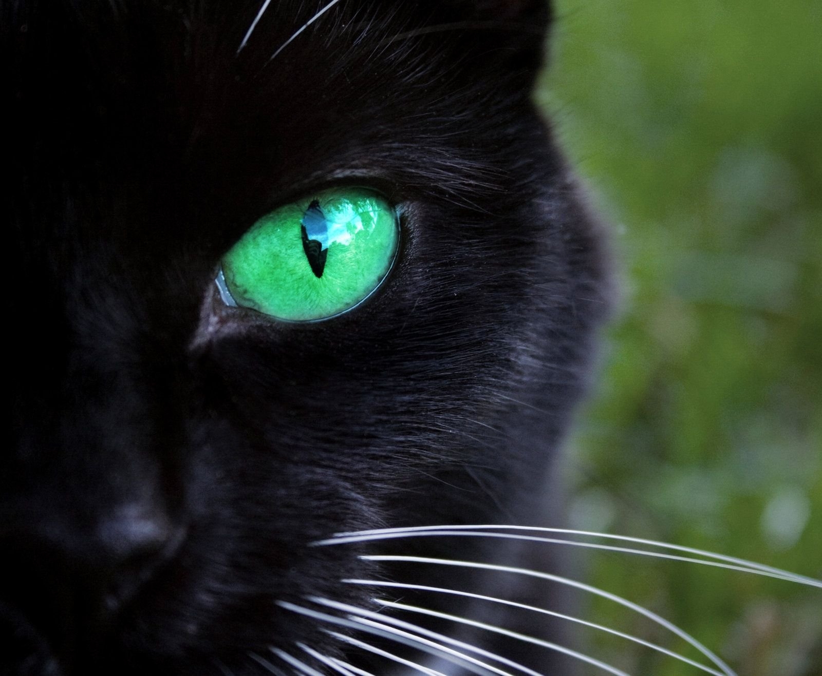 Красивые черные кошки с зелеными глазами - картинки и фото koshka.top