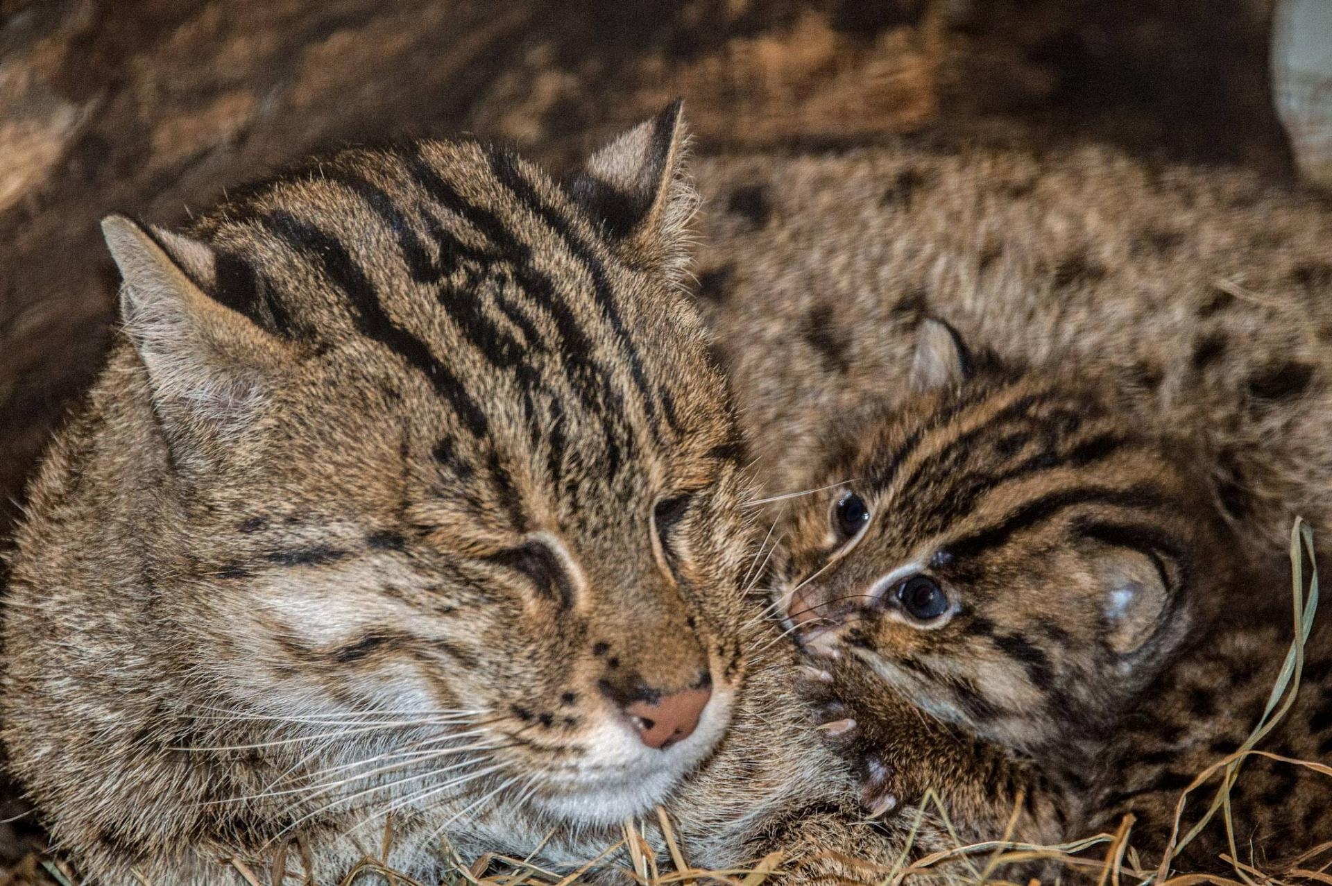 Кот рыболов. Виверровый кот. Кот рыболов виверровая кошка. Кошка-рыболов (крапчатая кошка). Виверровый кот котята.