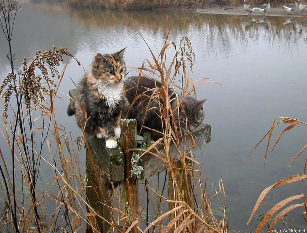Кошки в озерах. Кот Рыбак. Кошка у реки. Кот на рыбалке. Кошка для рыбалки.