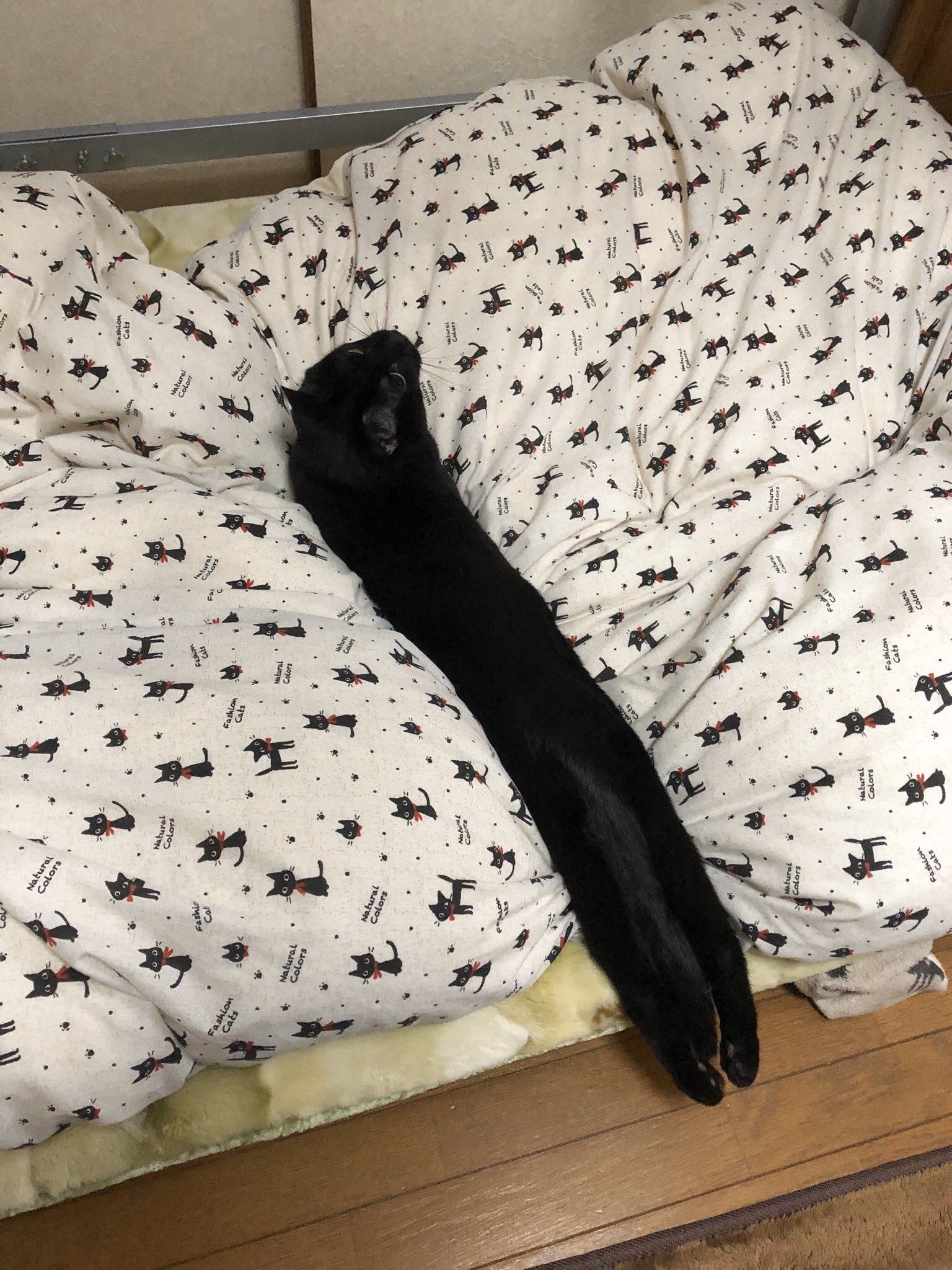 Вибратор на диване. Котик в кровати. Кровать для кошки. Черный кот под одеялом. Чёрный котик на кровати.