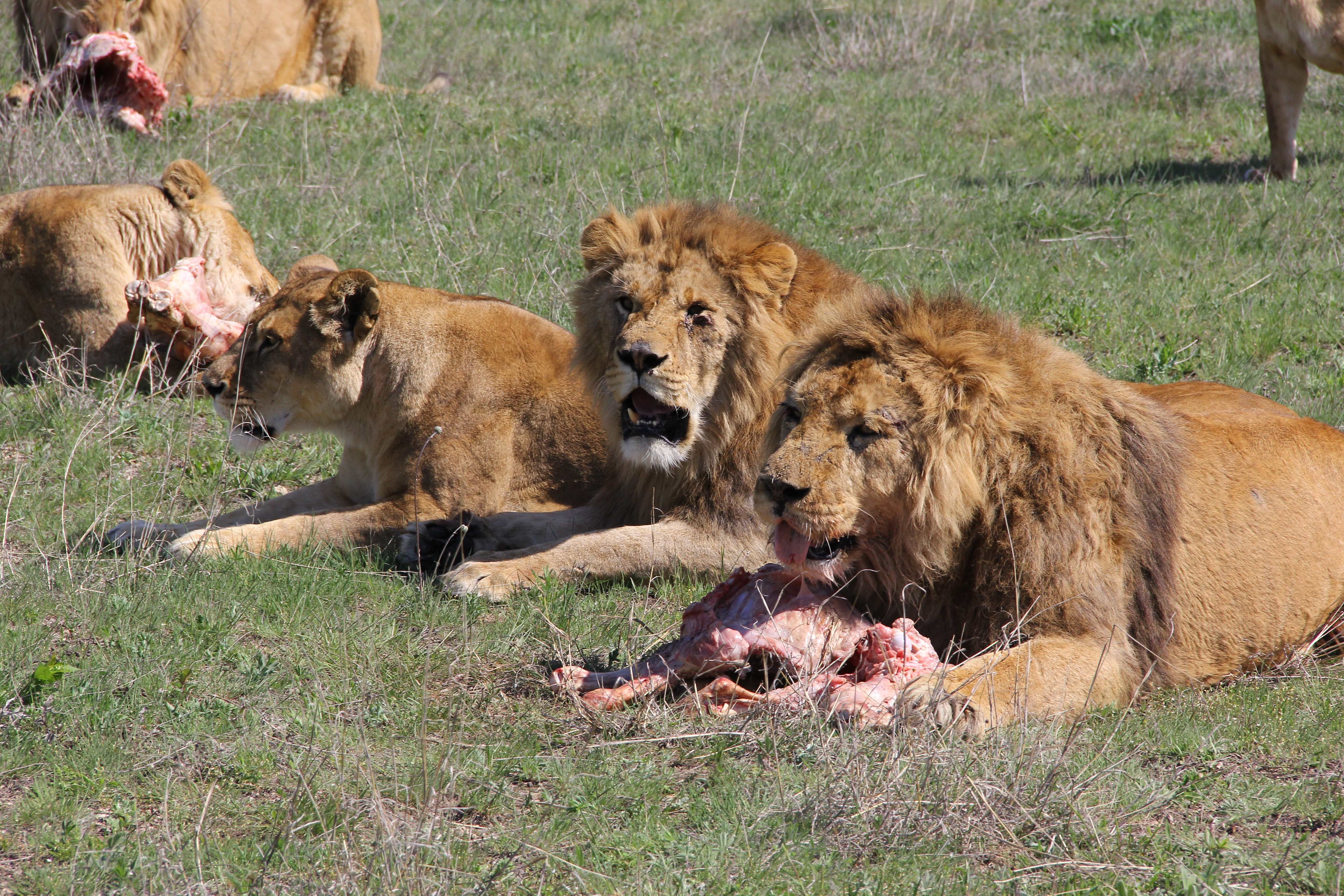 Лев ест живем. Львы в дикой природе.