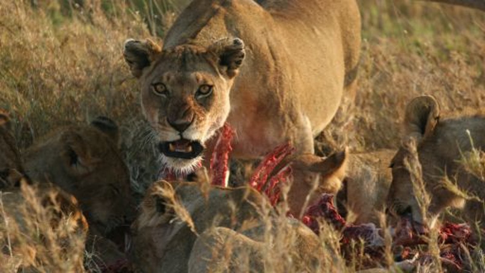 Бои хищников. Битва Львов за Прайд. Тигриный каньон Южная Африка. Хищники в дикой природе. Хищники Африки.