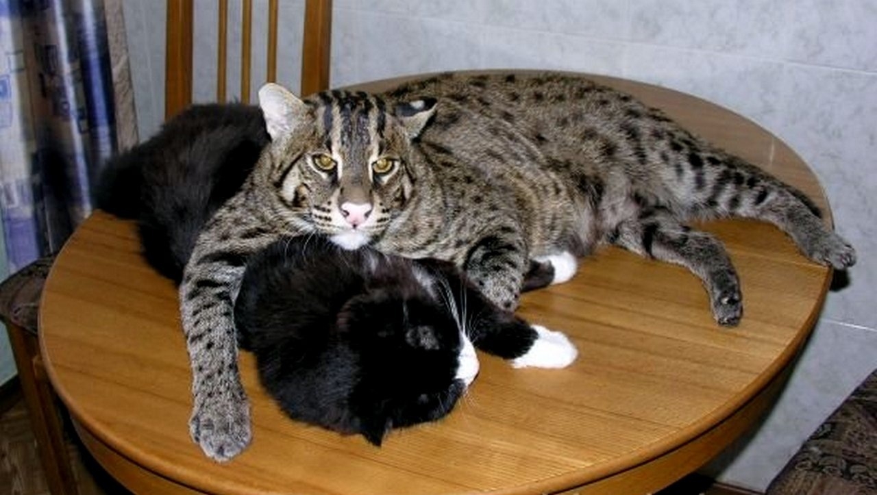 Размер домашней кошки. Виверровый кот рыболов. Виверровый кот Джон Дэвис. Виверровый кот рыболов домашний. Камышовый кот рыболов.