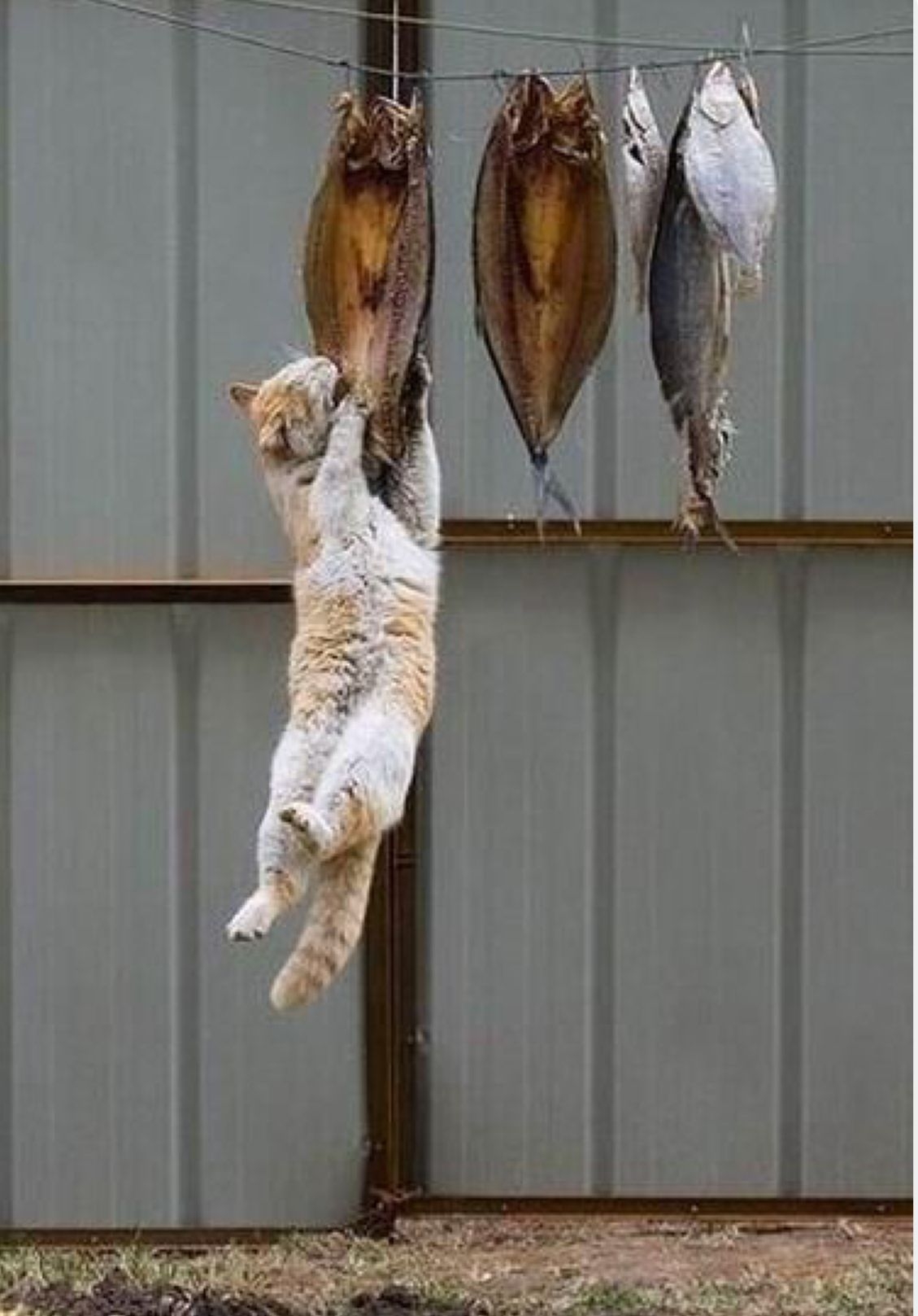 Пытаемся поймать кота. Кот с рыбой. Кот висит. Кошка ворует рыбу. Кот стащил рыбу.