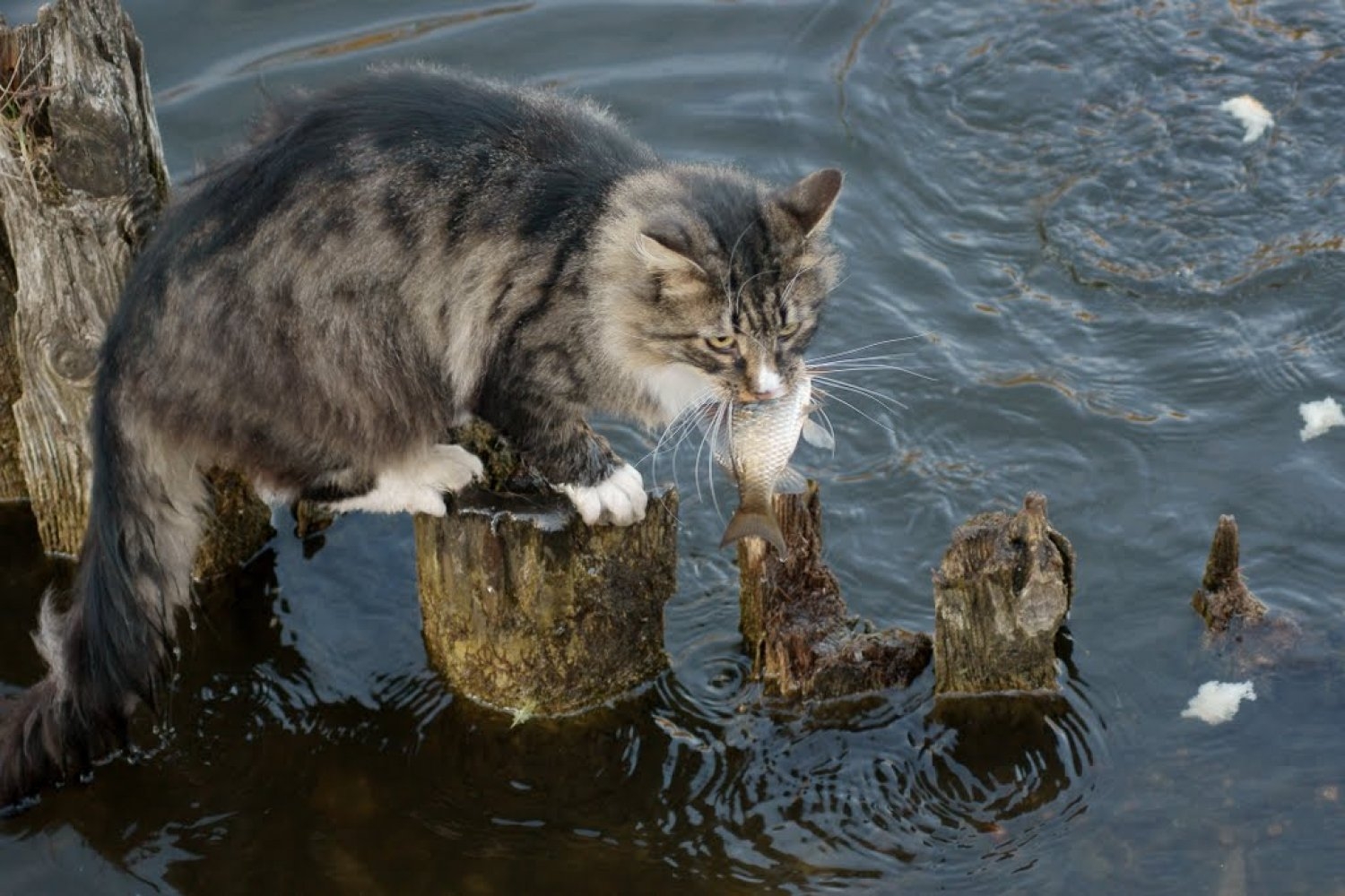 Кошки в озерах. Кот Рыбак. Кошка ловит рыбу. Кот с рыбой. Кот в воде.