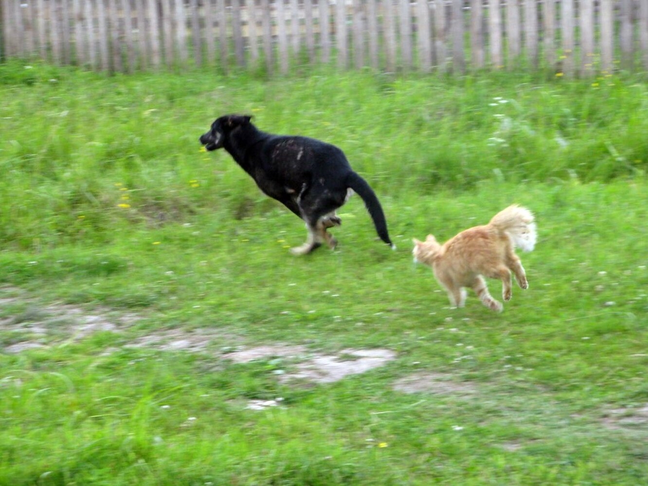 Кошки гоняют собак. Кот убегает от собаки. Собака догоняет. Собака догоняет кошку. Кот бежит за собакой.