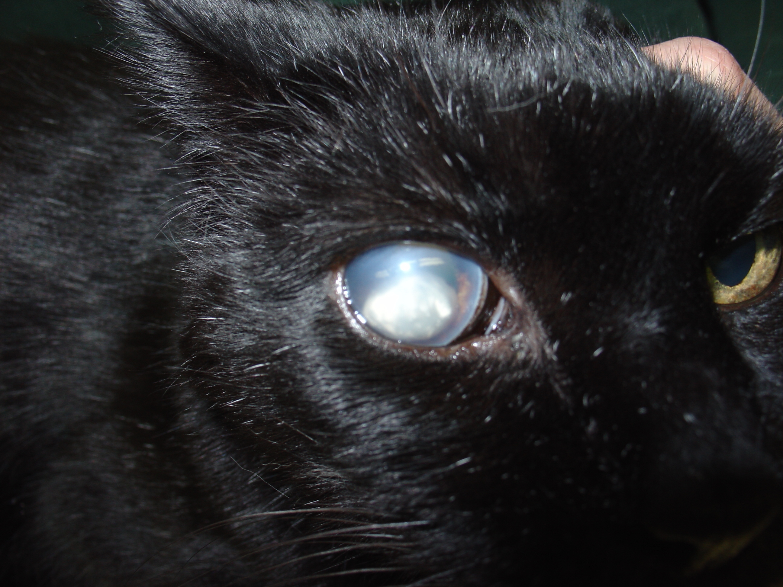 Пелена на глазах какие. Кошачий хламидальный конъюнктивит. Кошачий конъюнктивит конъюнктивит кошачий.