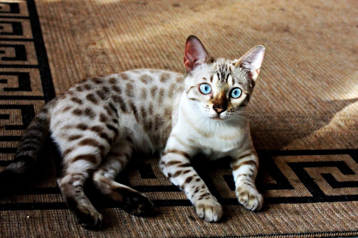 Бенгальская кошка линкс - картинки и фото koshka.top