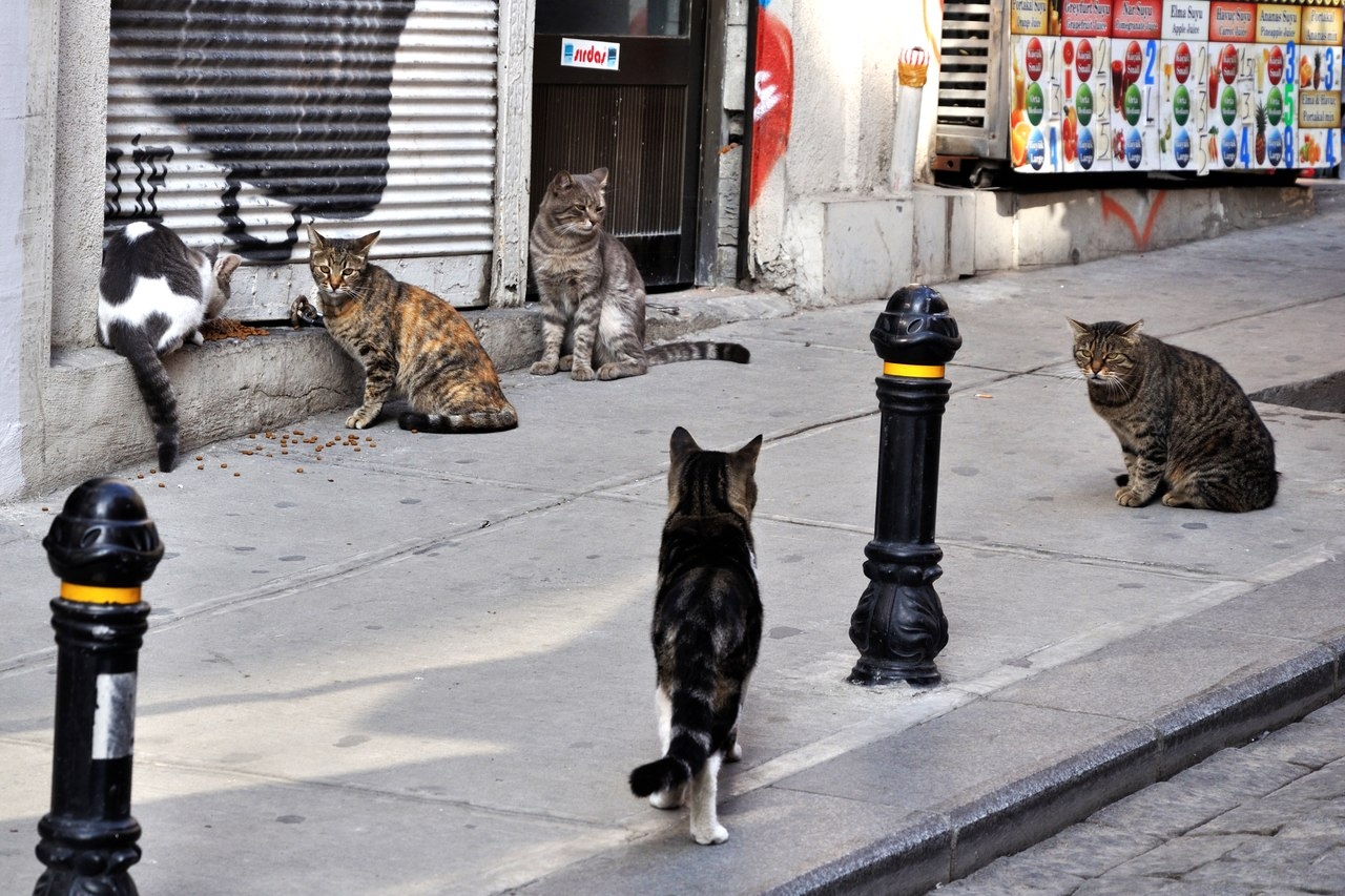 Кошки когда можно на улицу. Коты на улице. Уличная кошка. Стамбул город кошек. Город кошек.
