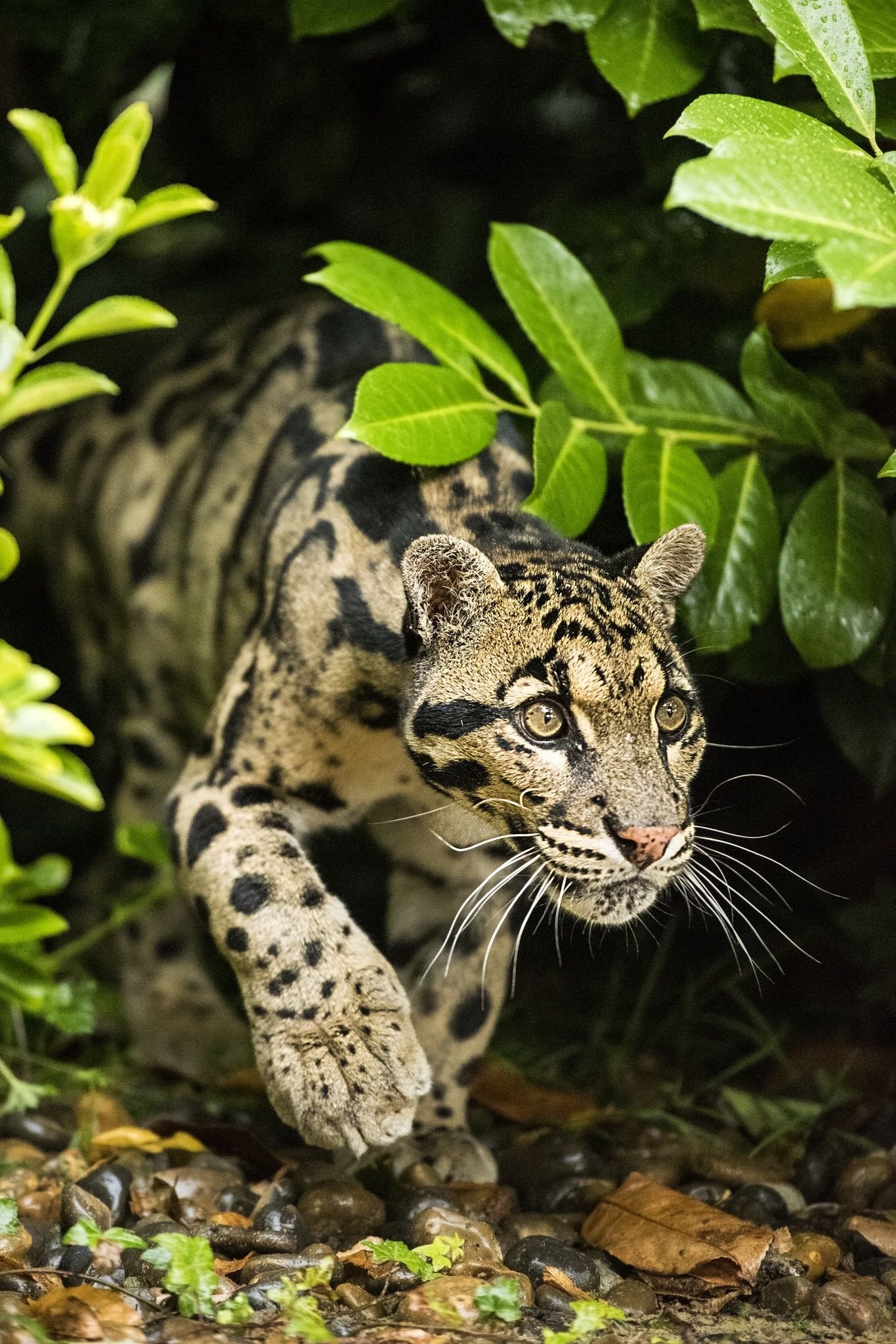Дикие кошки картинки. Тайваньский дымчатый леопард. Дымчатый леопард (Neofelis nebulosa),. Мраморный леопард. Вид - дымчатый леопард (Neofelis nebulosa):.