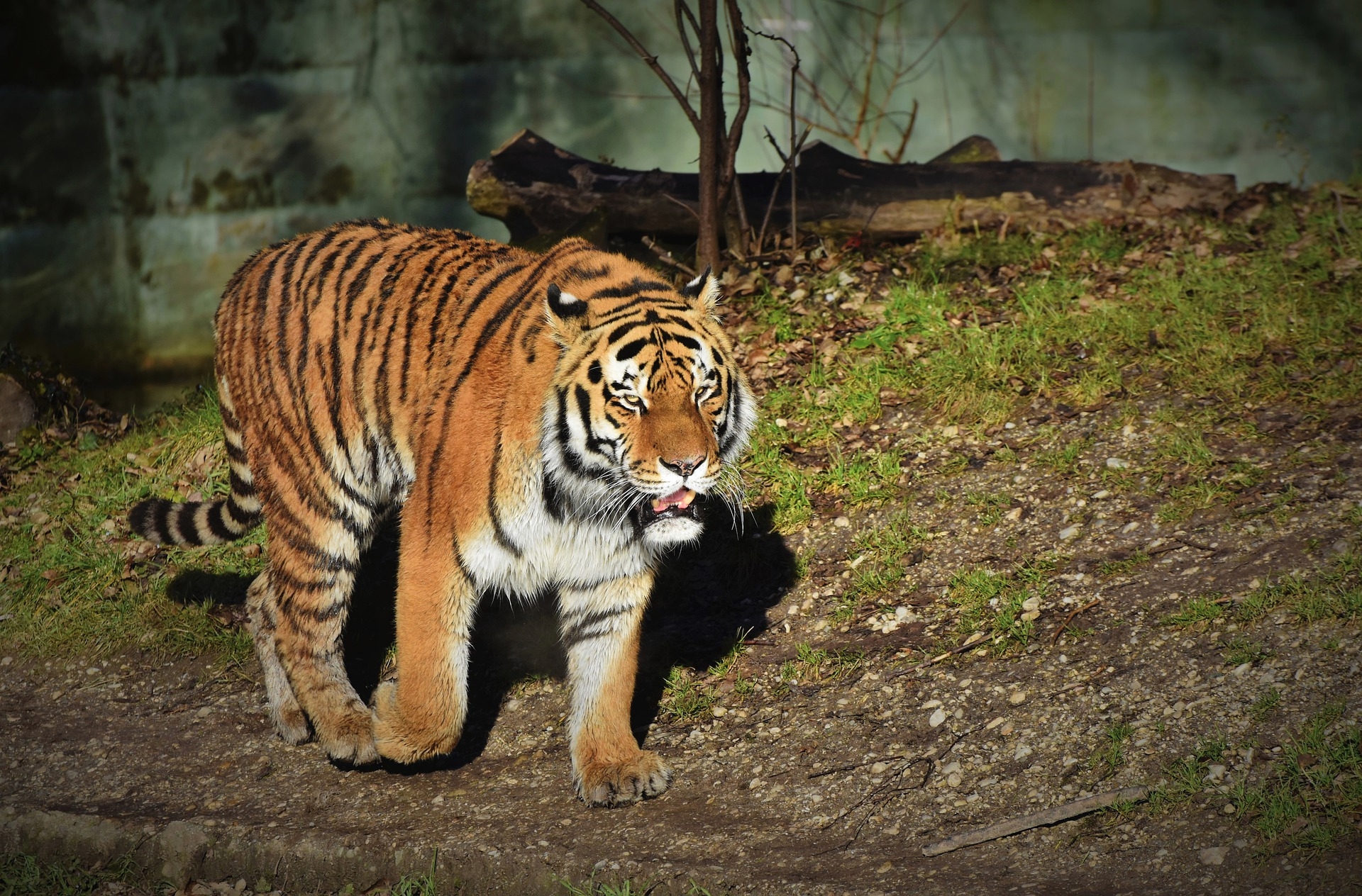Сколько в мире амурских тигров. Каплан тигр. Амурский тигр фото. Большой Амурский тигр. Тигр Нгандонг.