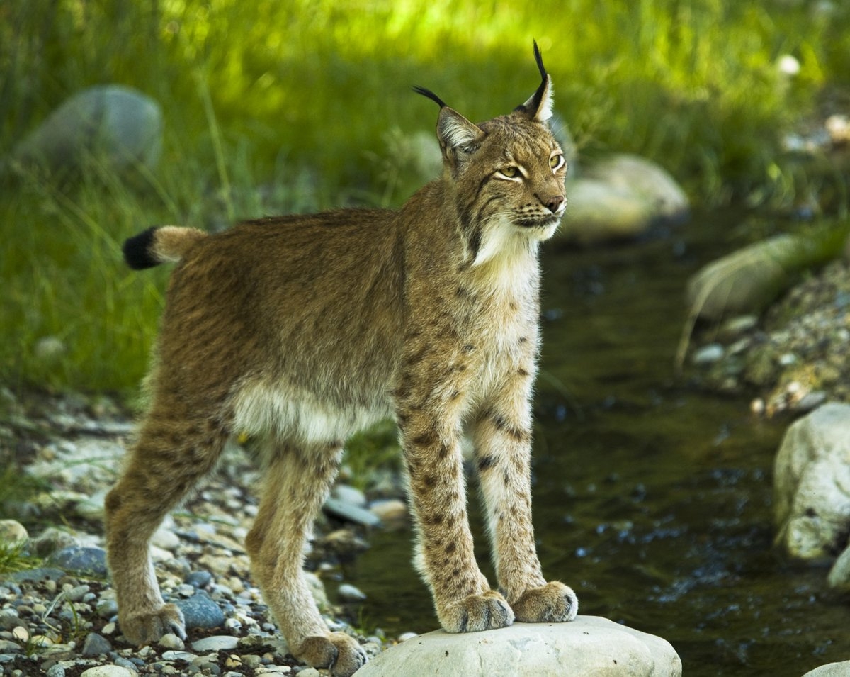 Рысь 30. Обыкновенная Рысь. Канадская Рысь Бобкэт. Рысь — Lynx Lynx. Гималайская Рысь.