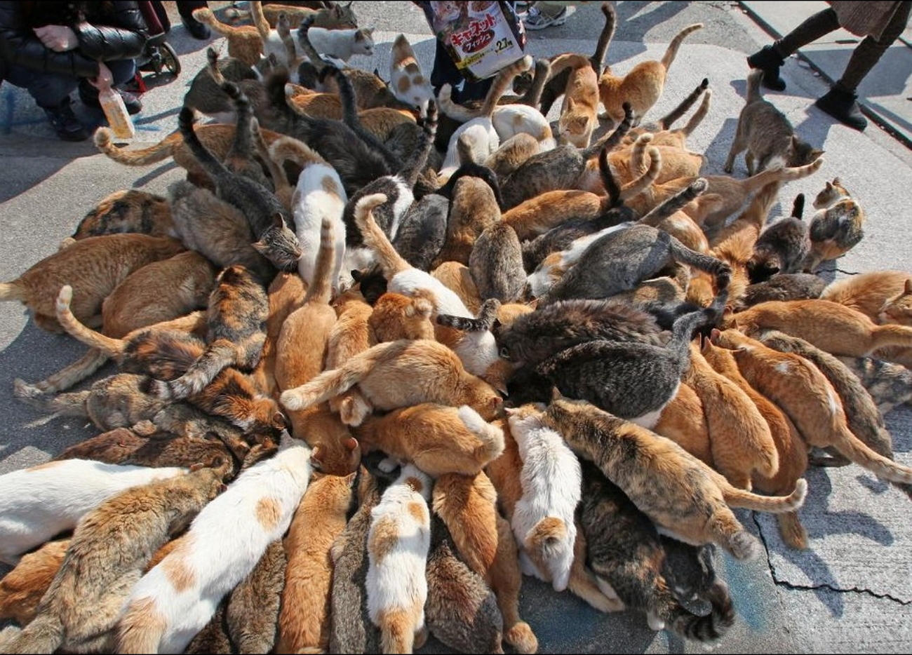 Голодный рай. Остров Аосима остров кошек. Тасиро остров кошек. Кошачий остров в Японии Тасиро. Тасиро остров котов в Японии.