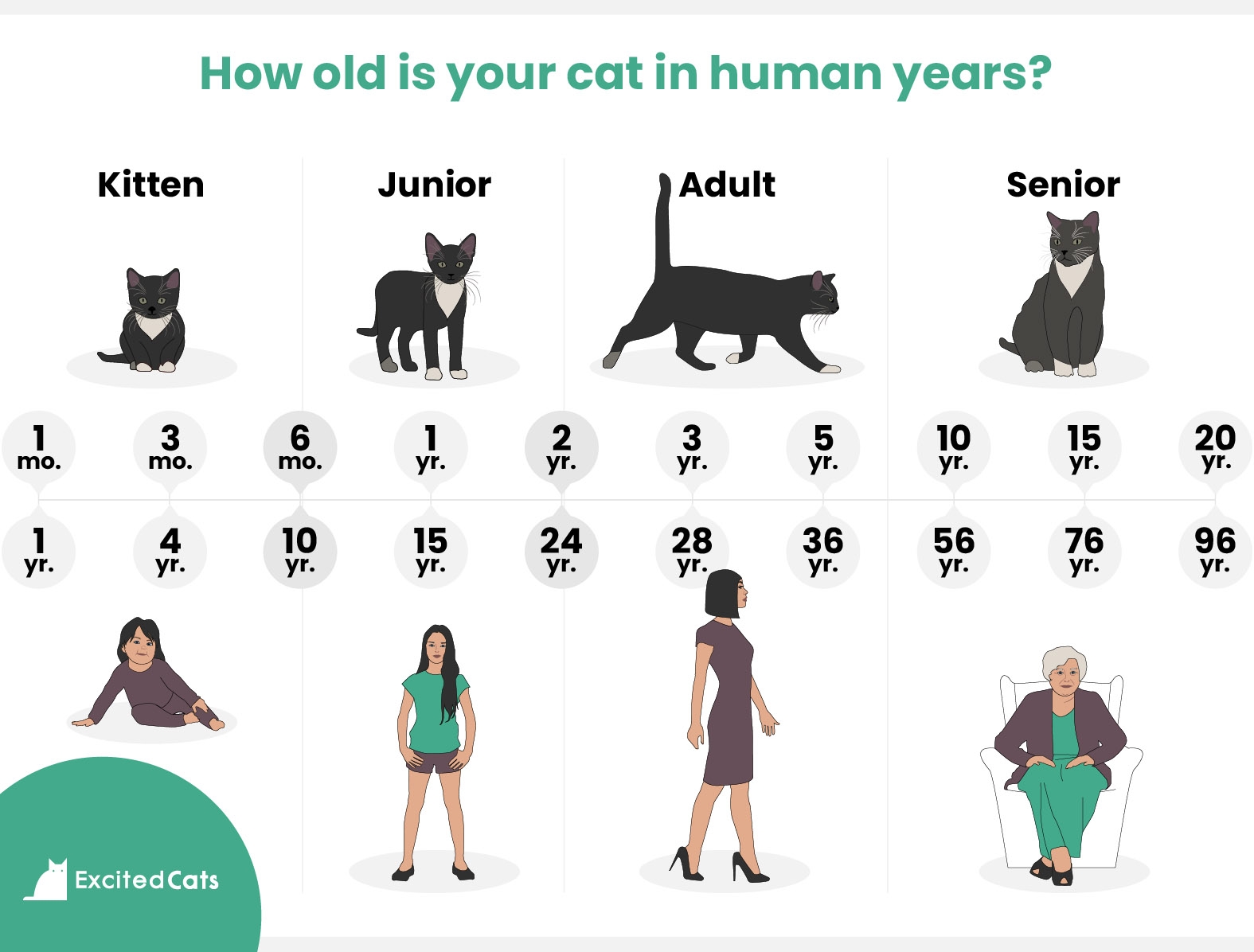 Возраст кошек в переводе на человеческий. Кошачий Возраст на человеческий таблица. Сколько лет коту таблица. Возраст кошек на человеческий таблица. Возраст котов в переводе на человеческий таблица.