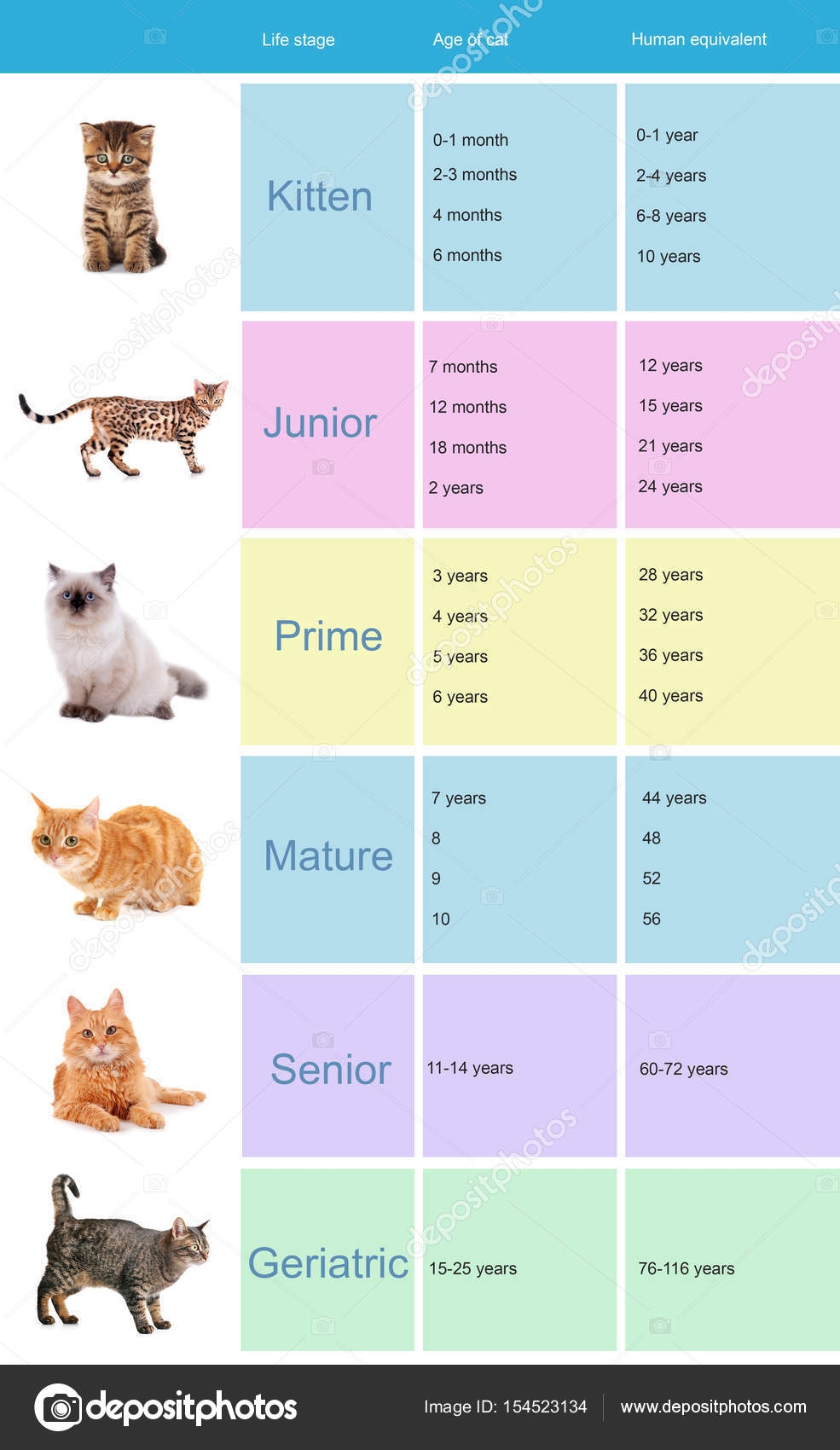 Pet age. Таблица кошек. Таблица кошачьих лет. Возрастная таблица кошек. Кошачьи года на человеческие.