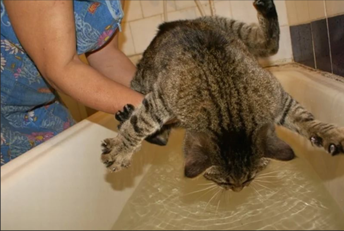 Иди помойся ты воняешь. Кот не хочет мыться. Кот демотиватор. Кот в ванне. Кошка моется.