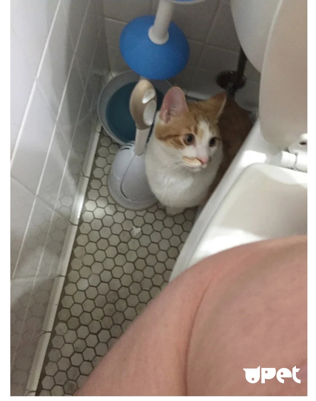 Бесстыжий кот. Котик в туалете. Бесстыжие коты. Кот в туалете прикол.