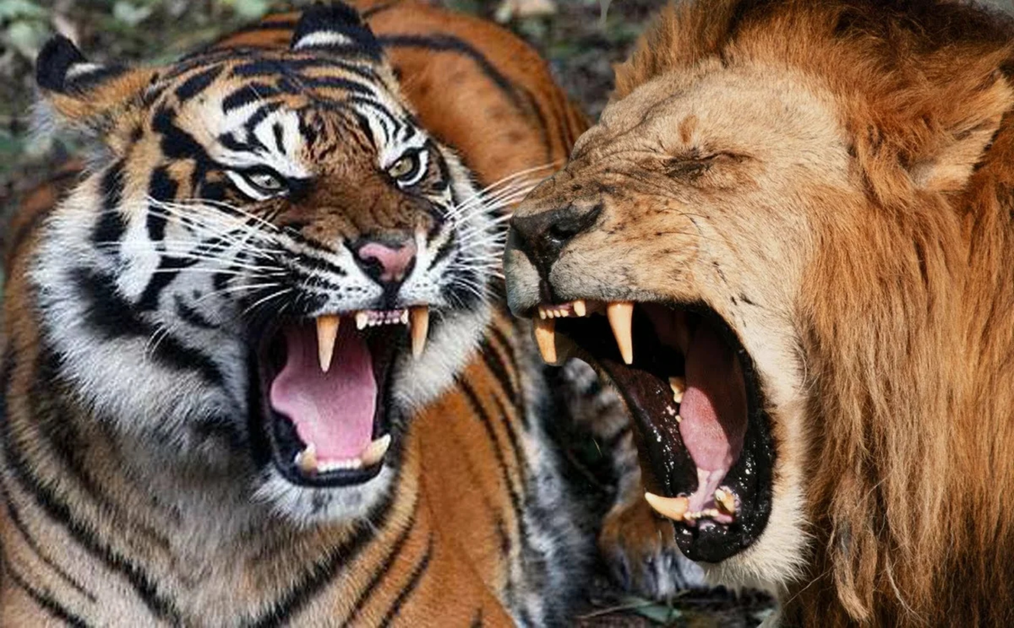 Про лев тигра. Лев против тигра. Тигр vs Лев. Лев и тигр битва.