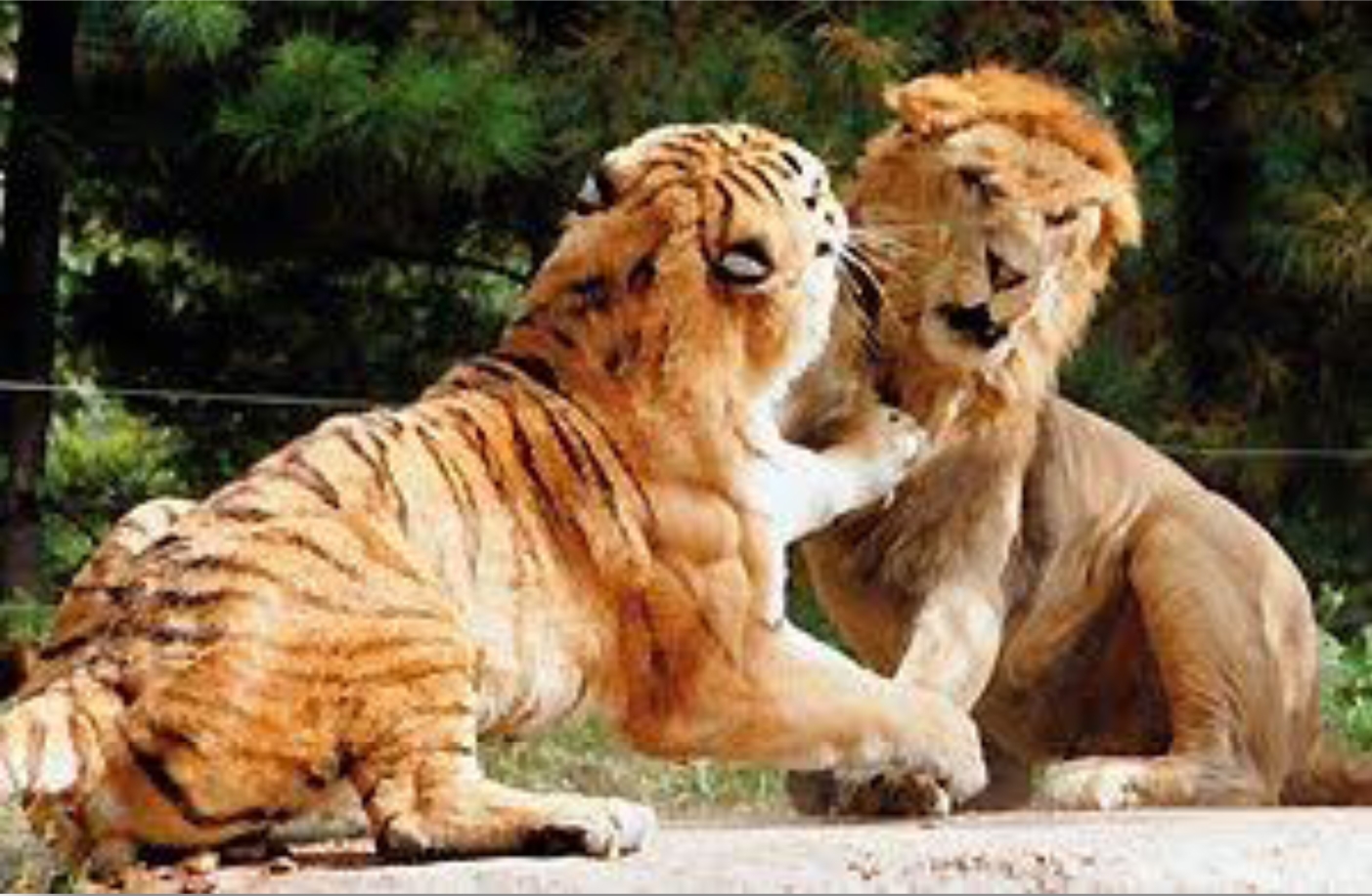 Кто победил лев или тигр. Амурский тигр против Льва. Tiger versus Lion. Лев и тигр битва.