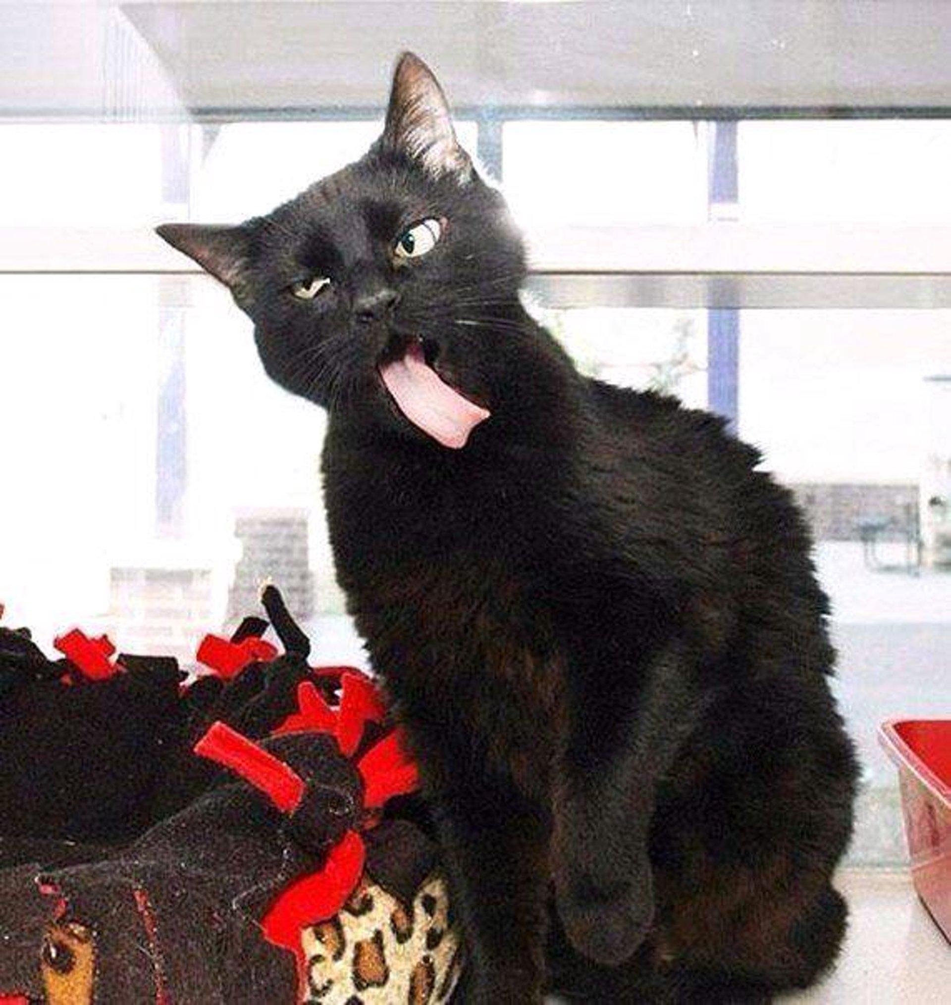 Самая бестолковая. Смешной черный кот. Черная кошка смешная. Смешные черные коты. Тупые котики.