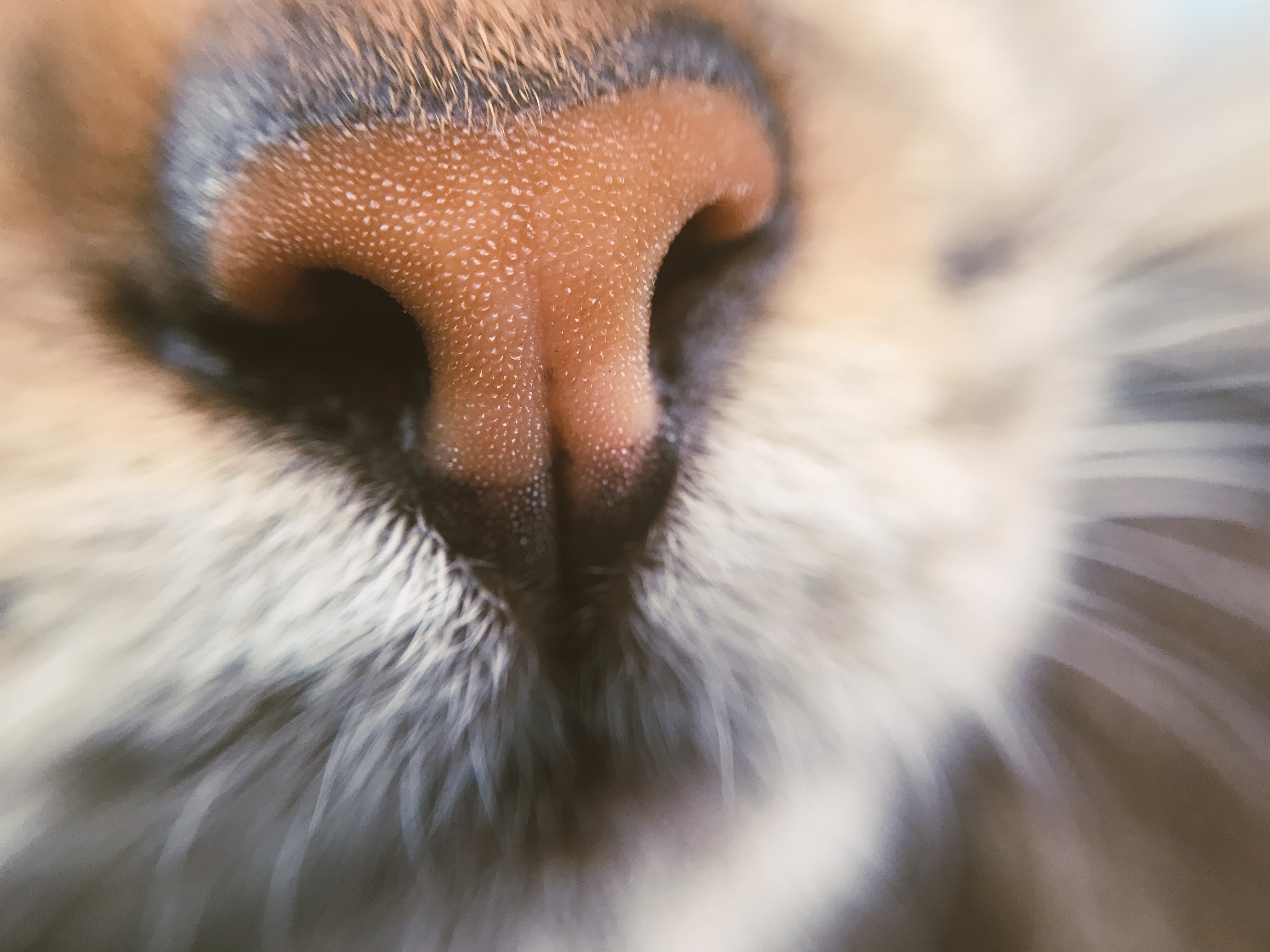 Кошка ест нос. Нос кошки. Кошачий носик. Макросъемка носа кошки. Кошка крупным планом.