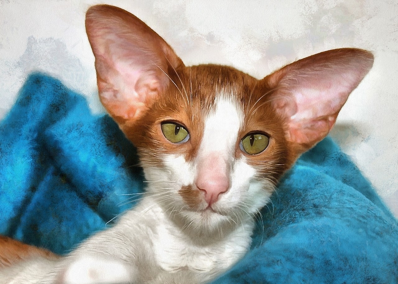 Порода кошек с большими ушами ориенталы фото