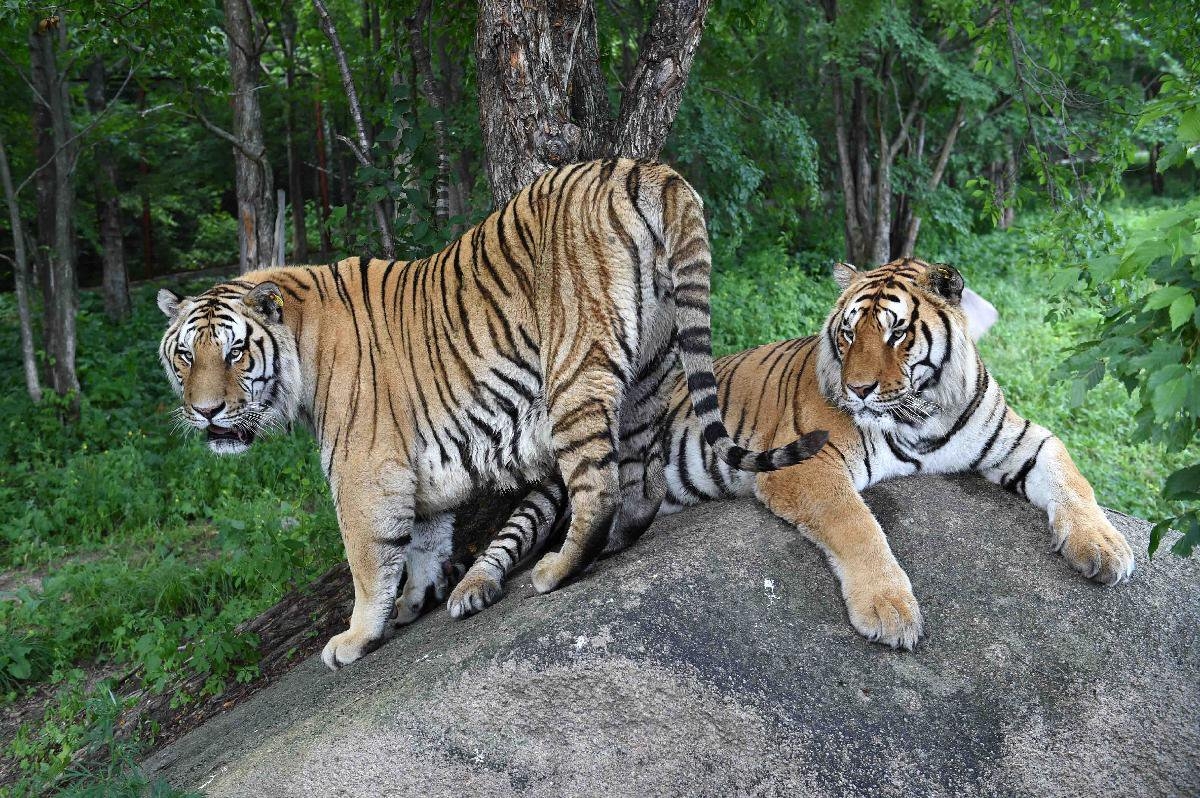 Дикие амурские тигры