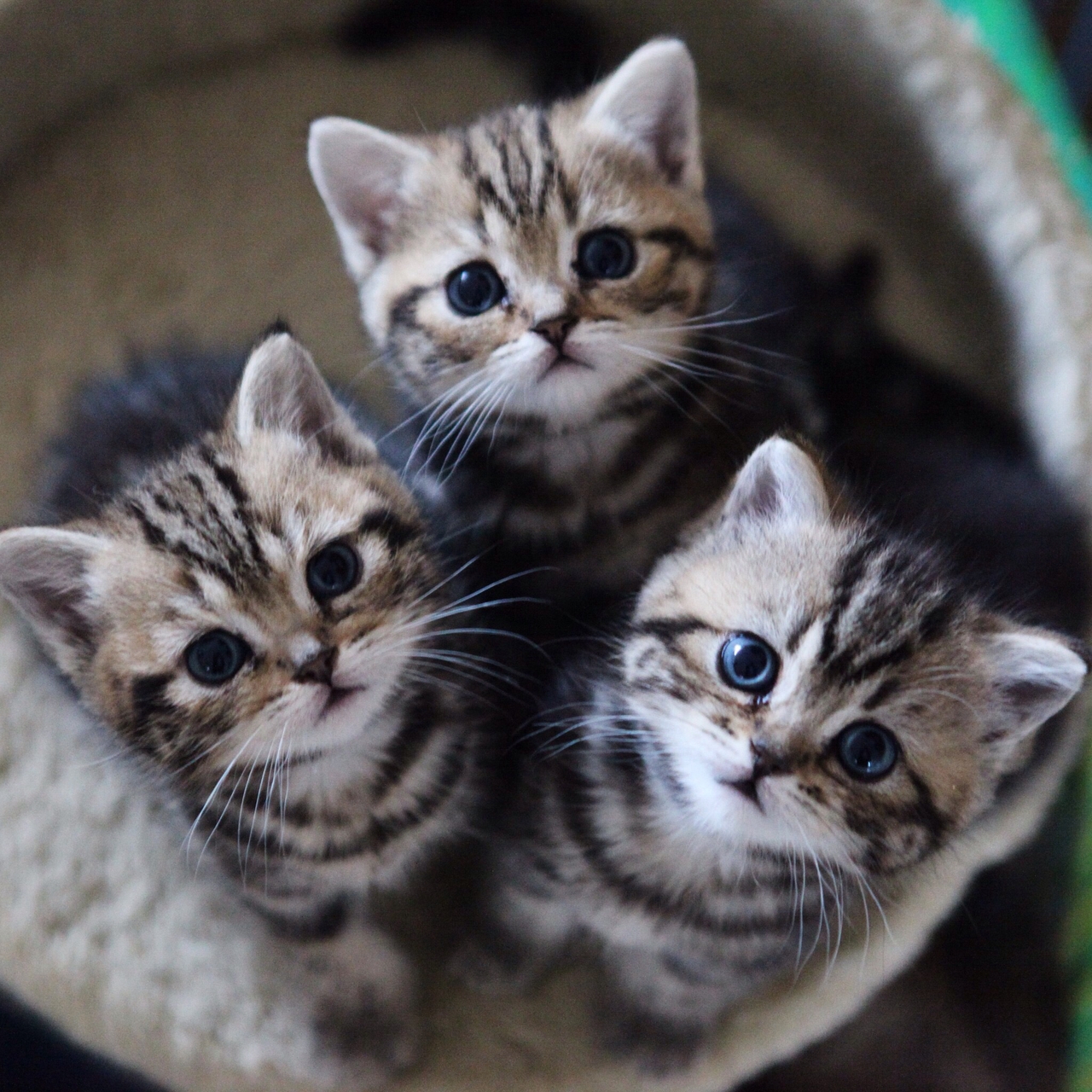 Много кисы. Три котенка. Три кошки. Котята милашки. Трое котят.